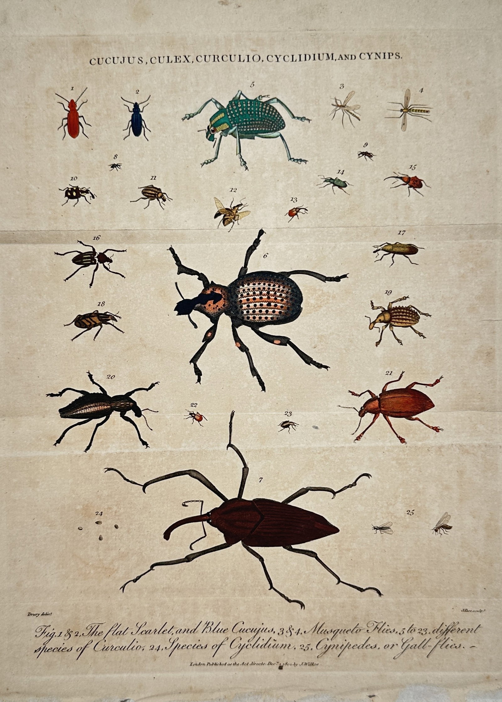 John Wilkes – Entomological Study of Beetles, Mosquitoes, and Gall-Flies – Engraving (19th (1 of 2)