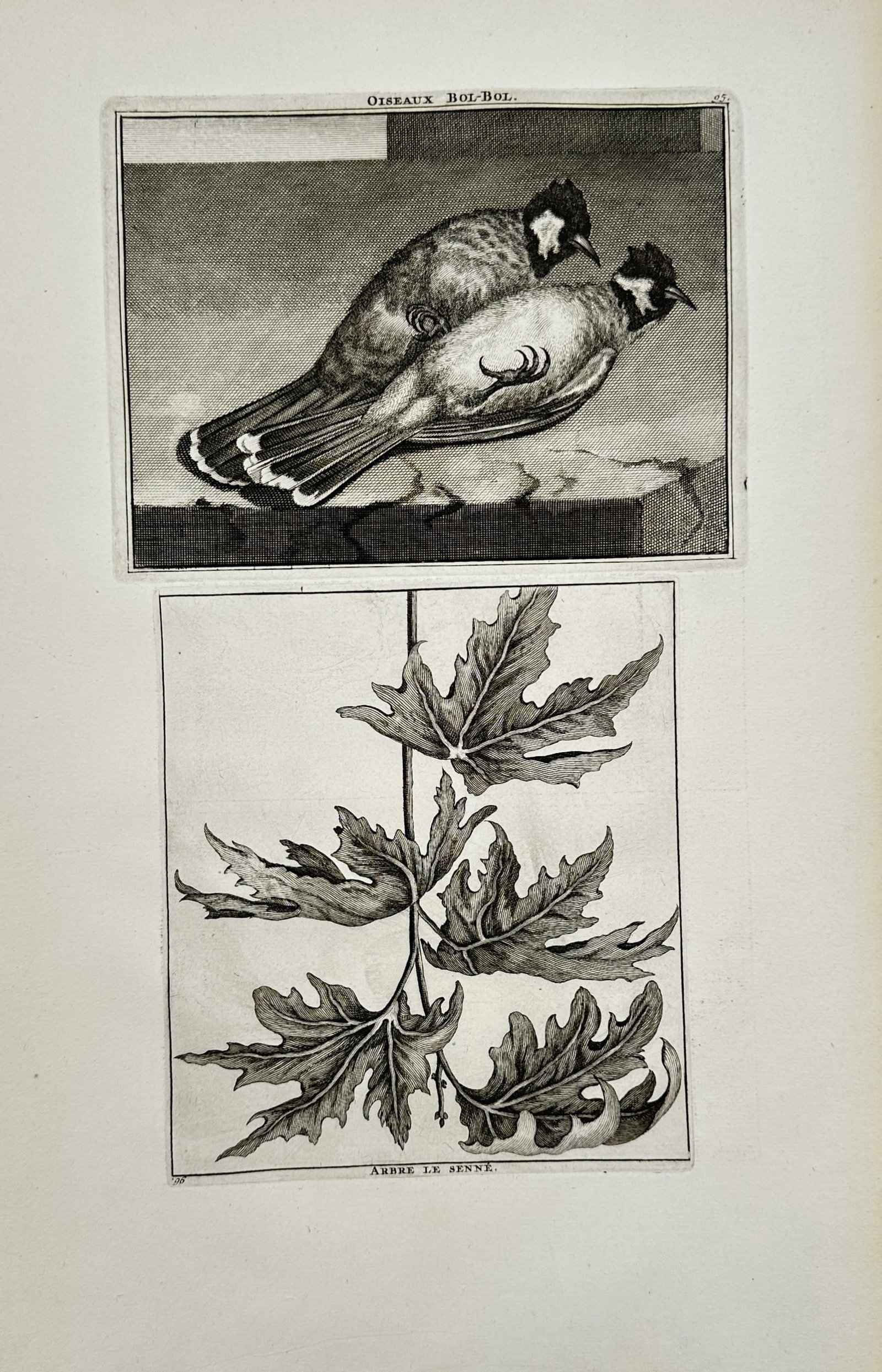 Cornelis de Bruijn – Natural History Study of Bulbul Birds and Foliage – Engraving (1714): "Bulbul Birds" presents a natural history study illustrating a pair of bulbul birds resting on a stone ledge alongside a separate botanical branch of textured, serrated green leaves. This documentary 