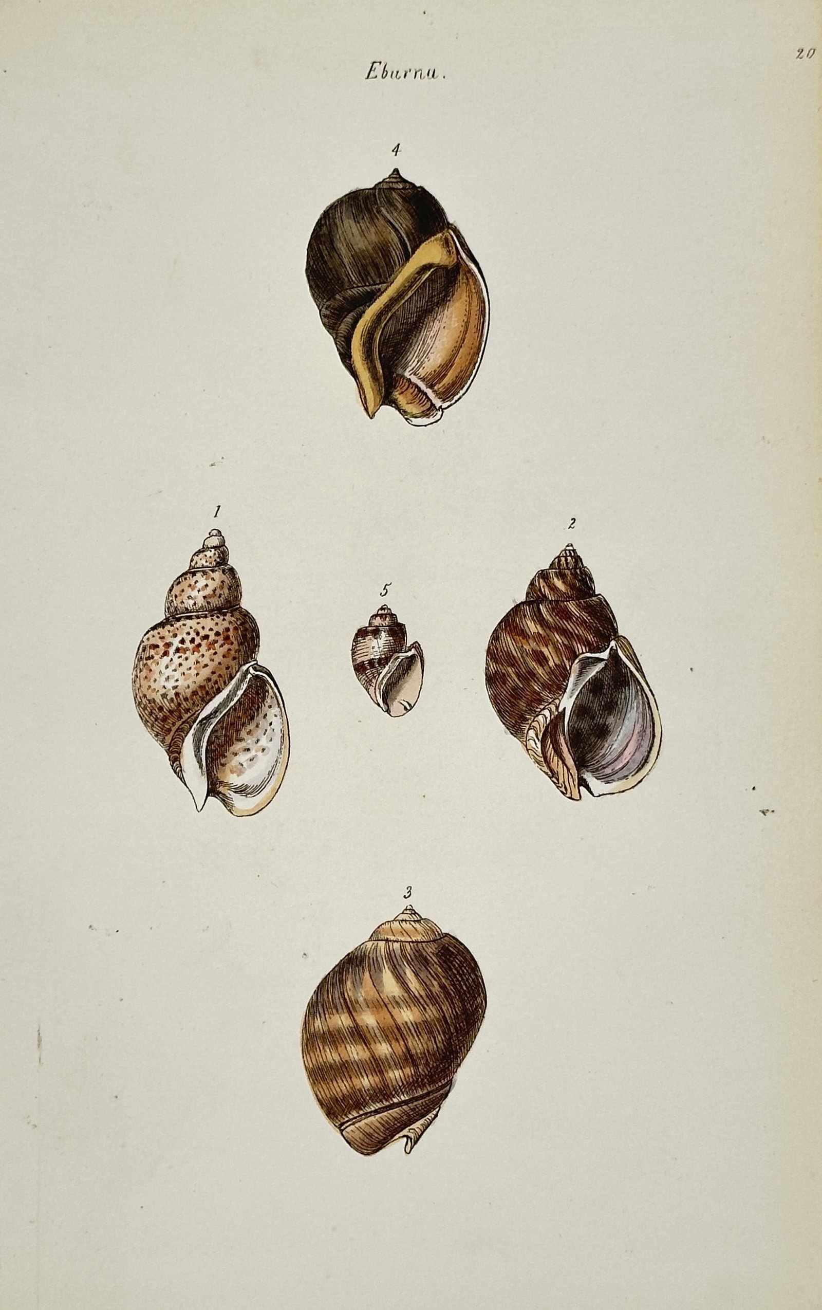 George Brettingham Sowerby – Conchological Study of Ivory Shells – Engraving (19th Century) (1 of 2)