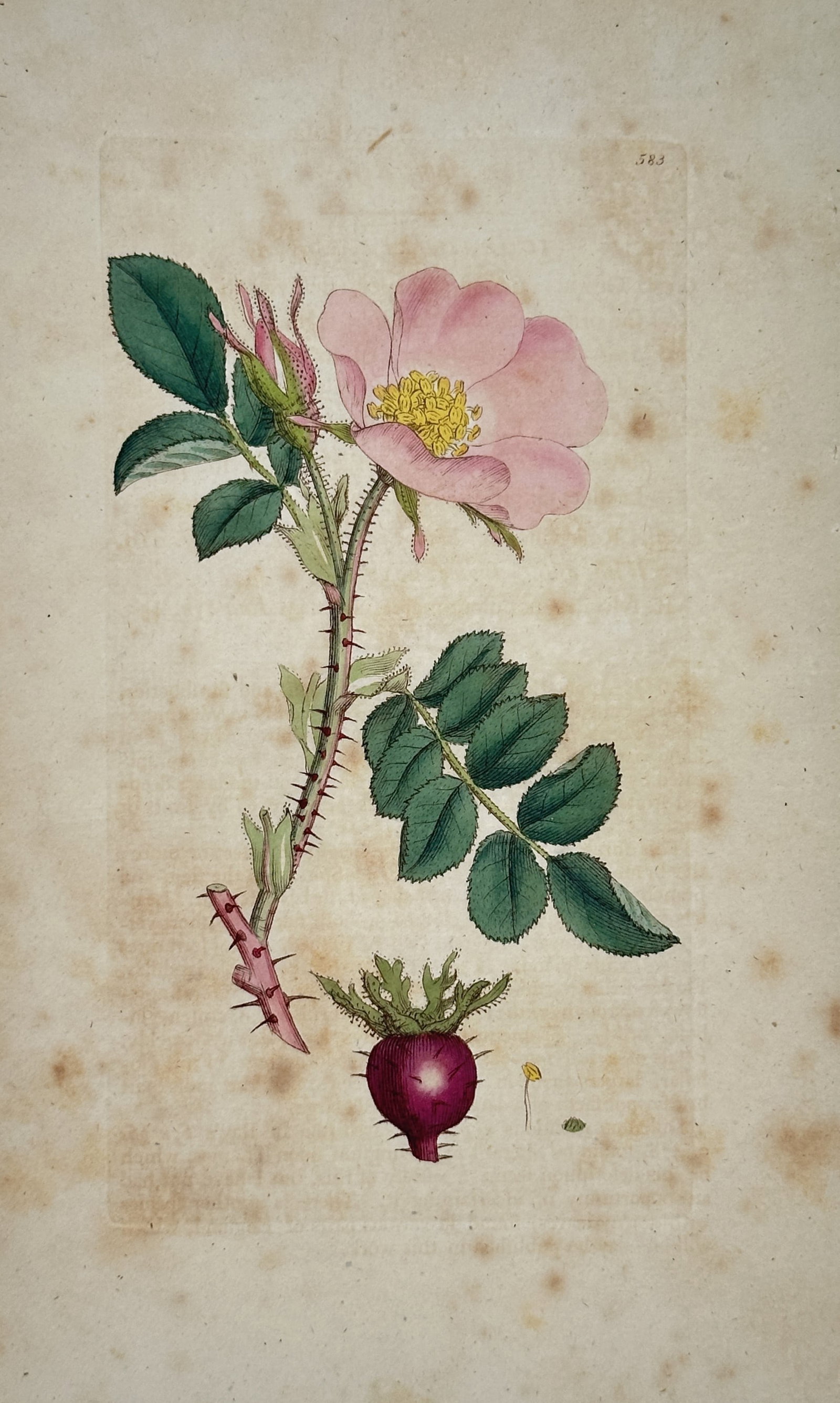 James Sowerby – Botanical Study of an Apple Rose – Engraving (18th Century): "Rosa Villosa" presents a scientific botanical study illustrating a thorny stem with serrated green leaves, a delicate pink blossom with prominent yellow stamens, and an isolated globose fruit. This n
