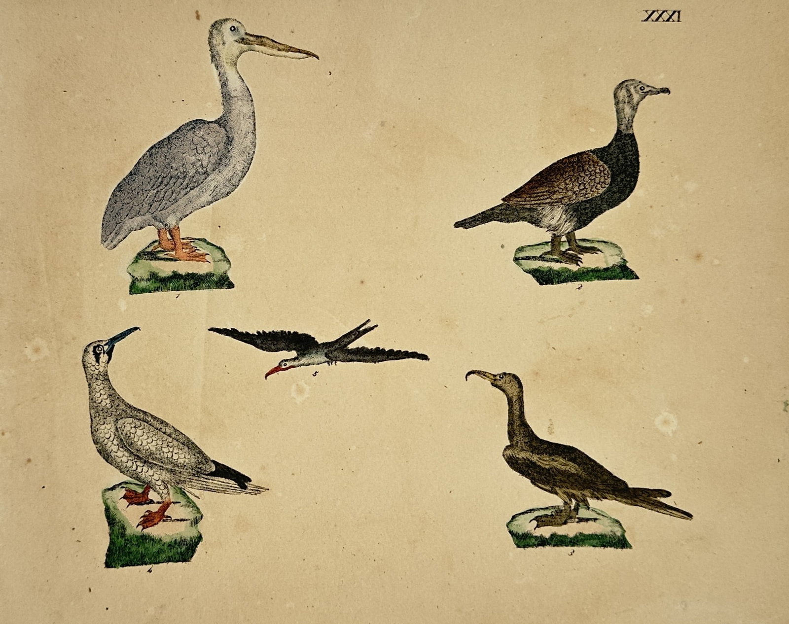 Friedrich Justin Bertuch – Ornithological Study of Water Birds – Engraving (18th Century): "Water Birds" presents a natural history study illustrating five distinct species of aquatic birds, including a pelican, a cormorant, and a frigatebird, shown standing on small grassy mounds or in mid