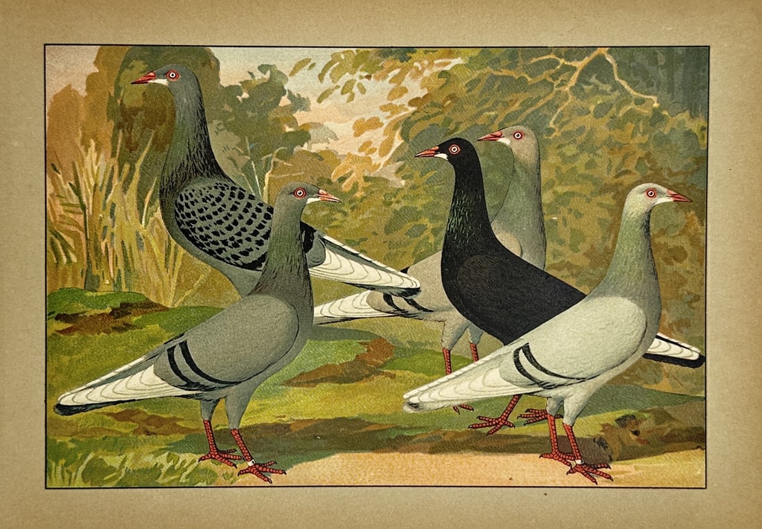Emil Schachtzabel – Ornithological Study of Domestic Fancy Pigeons – Chromolithograph: "Illustrated Book of All Pigeon Breeds" presents an ornithological study illustrating five distinct varieties of domestic pigeons characterized by their varying grey and dark plumage patterns. This de