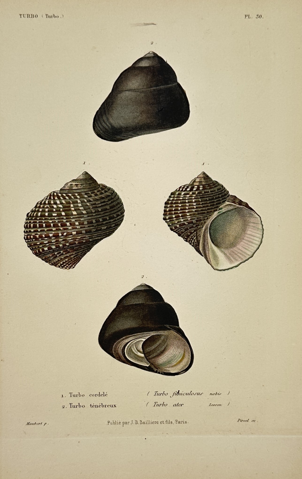 Jean-Baptiste Baillière – Conchological Study of Turban Shells – Engraving (19th Century) (1 of 2)