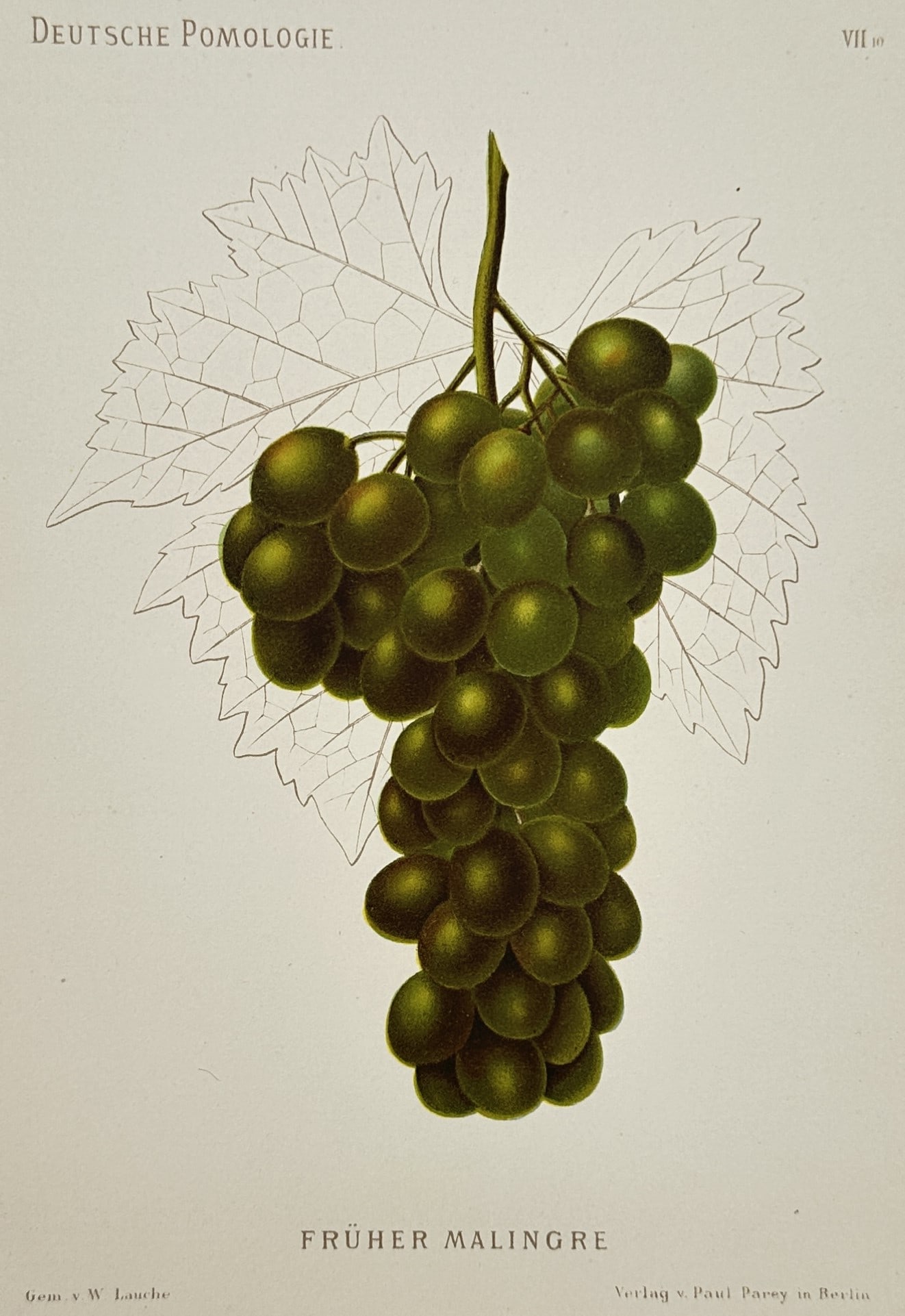 Wilhelm Lauche – Pomological Study of Early Malingre Grapes – Chromolithograph (19th Century): "Früher Malingre" presents a pomological study illustrating a dense cluster of ripe green grapes hanging from a central stem against an uncolored outline of a grapevine leaf. This botanical plate doc