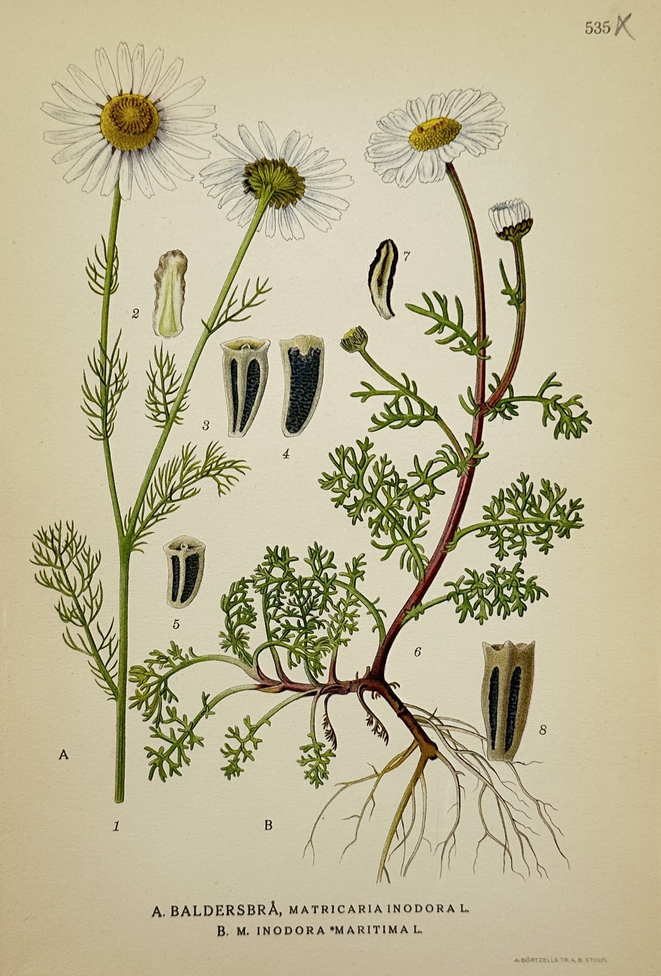 Carl Lindman – Botanical Study of Scentless Mayweed – Lithograph (20th Century): "Baldersbrå, Matricaria Inodora L." presents a scientific botanical study illustrating the complete root structure, slender green stems, finely dissected feathery foliage, and white daisy-like flower