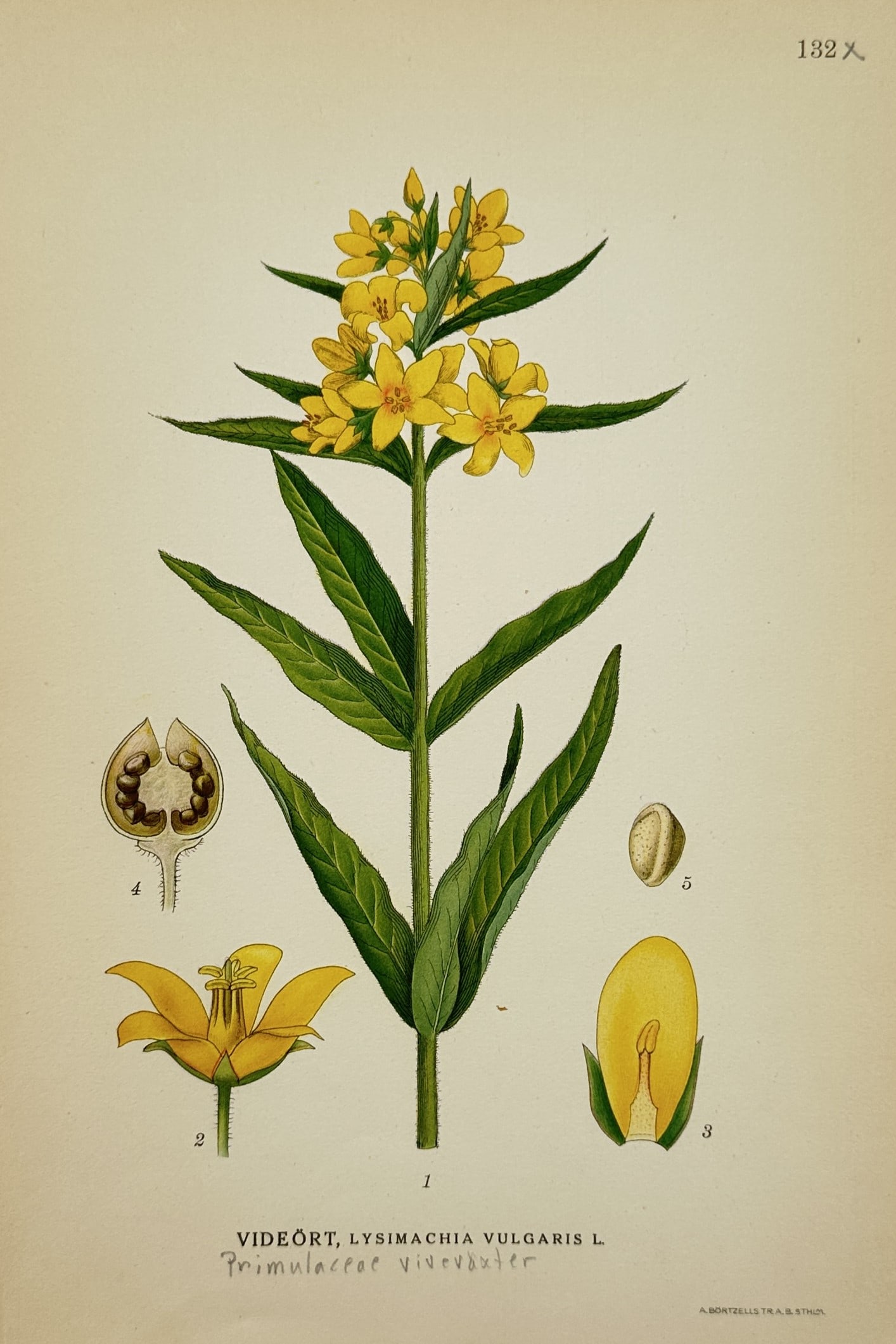 Carl Lindman – Botanical Study of Garden Loosestrife – Lithograph (20th Century) (1 of 2)