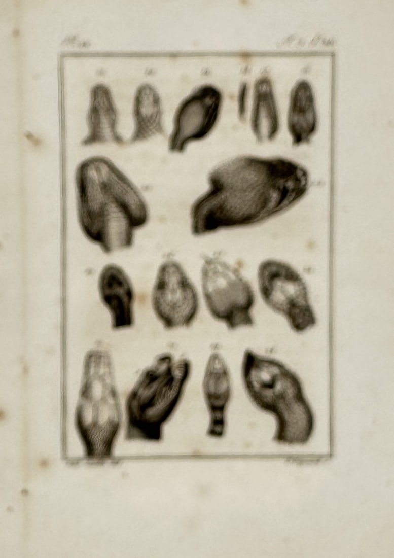 Georges-Louis Leclerc, Comte de Buffon – Herpetological Study of Snake Heads – Engraving (1 of 2)