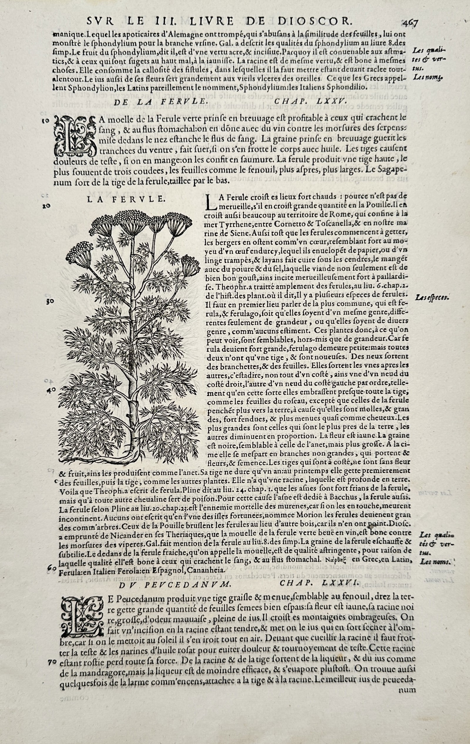Pietro Andrea Mattioli – Botanical Study of Giant Fennel – Hand-colored engraving (16th Century) (1 of 2)