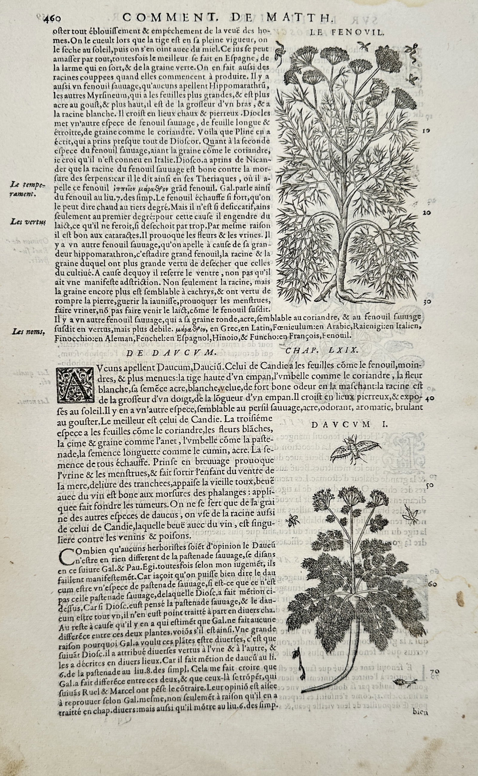 Pietro Andrea Mattioli – Botanical Study of Fennel and Wild Carrot – Hand-colored engraving: "De Daucum" presents a scientific botanical study illustrating two distinct herbaceous specimens, including a tall fennel plant with slender segmented stalks and a wild carrot plant featuring dense fo