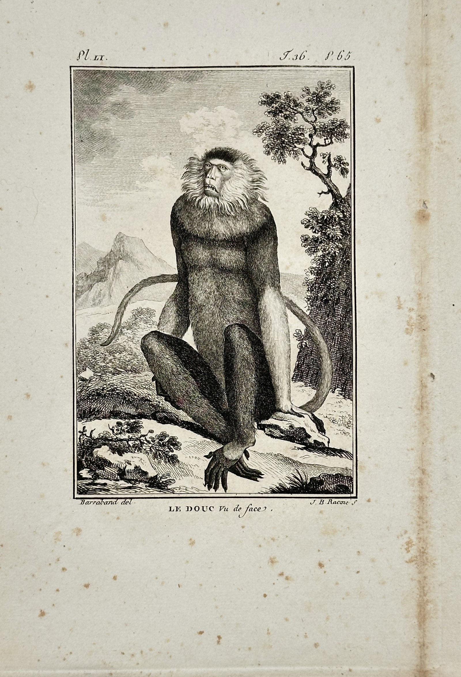 Georges-Louis Leclerc, Comte de Buffon – Zoological Study of a Douc Langur – Engraving (1 of 2)