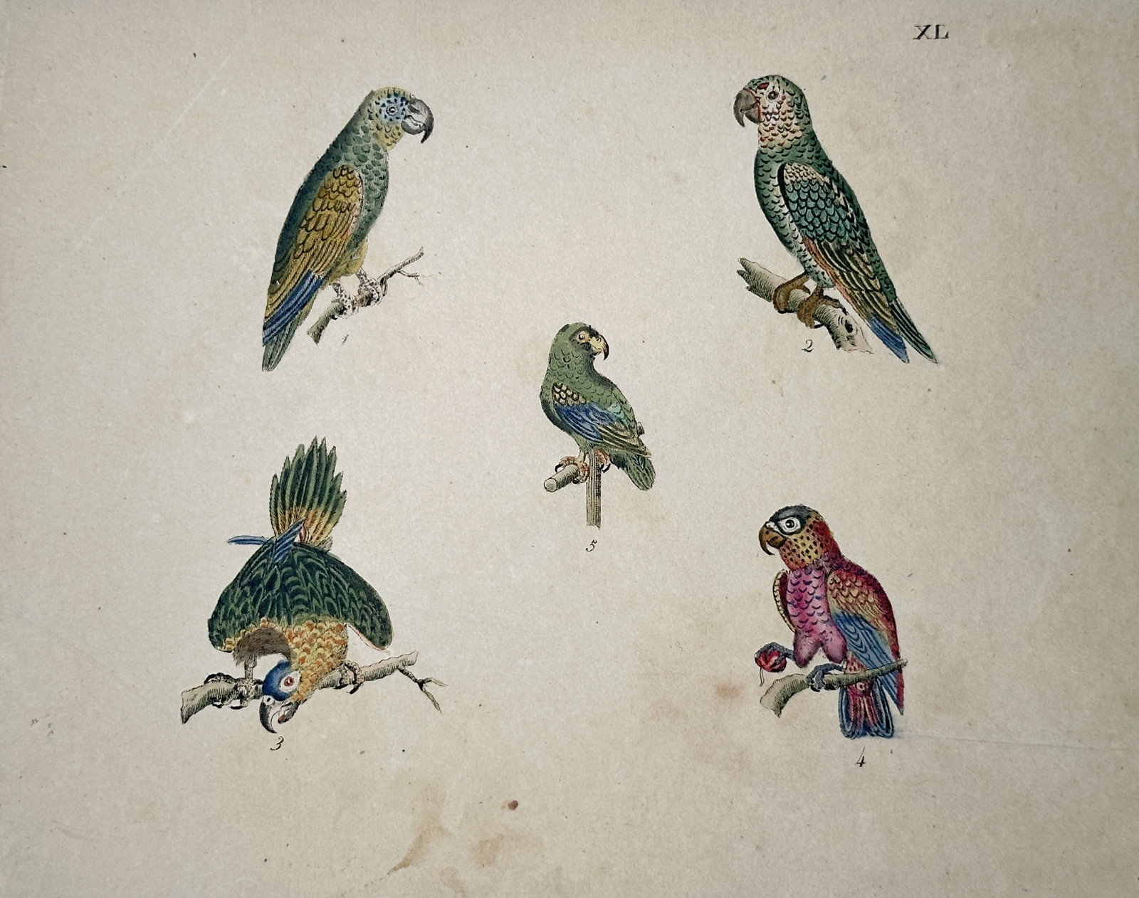 Friedrich Johann Justin Bertuch – Ornithological Study of Exotic Parrots – Hand-colored: "Exotic Parrots" presents a scientific ornithological study illustrating five distinct small parrots and parakeets with brightly colored green, blue, yellow, and red plumage, each perched individually