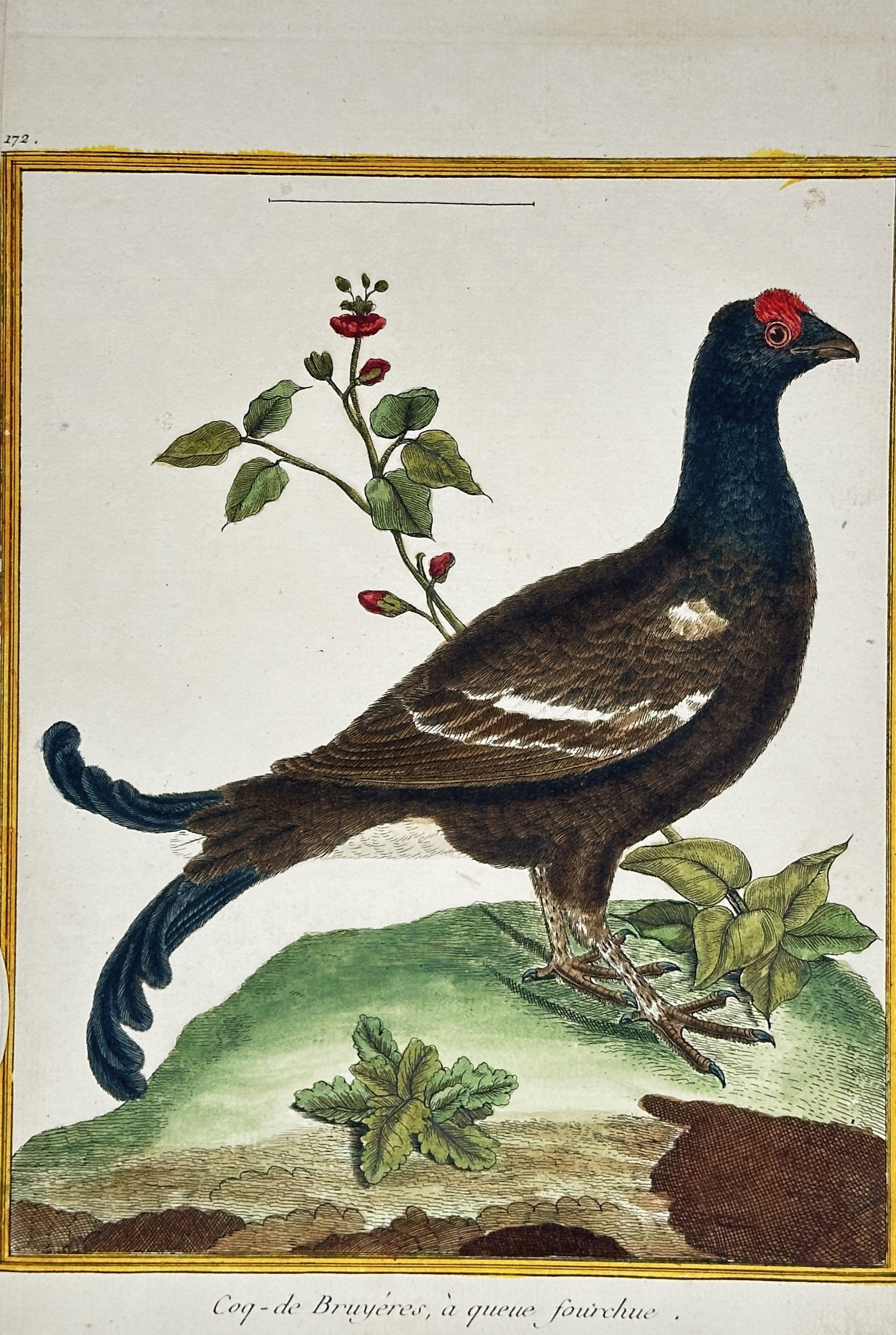 François-Nicolas Martinet – Ornithological Study of a Black Grouse – Hand-colored engraving: "Coq-de-Bruyéres, à queue fourchue" presents a scientific ornithological study illustrating a male black grouse standing in profile on a grassy knoll, highlighting its distinctive lyre-shaped black 