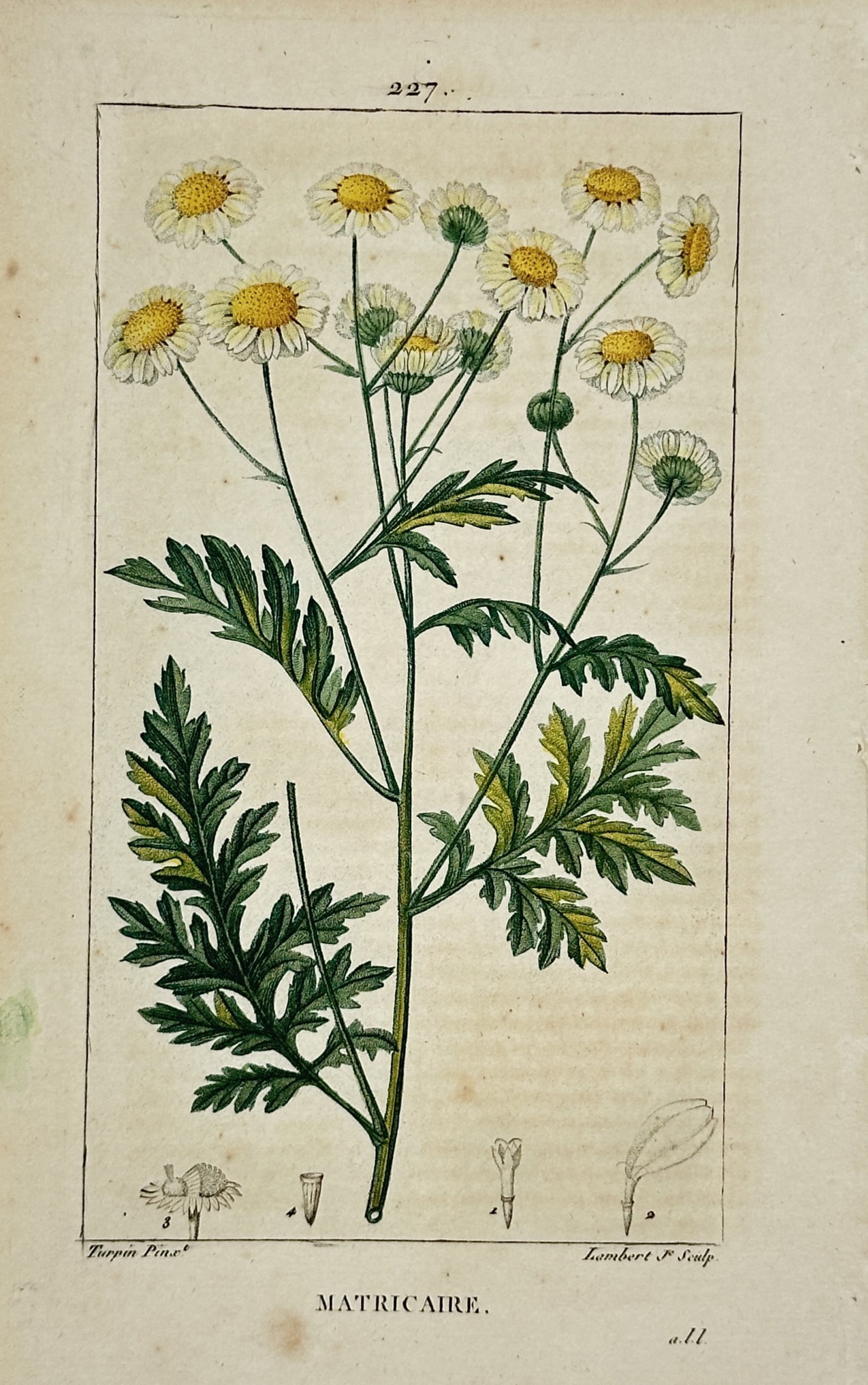 Pierre Jean François Turpin – Botanical Study of Matricaria – Engraving (19th Century): "Matricaire" presents a botanical study illustrating a flowering wild chamomile plant with slender green stems, deeply lobed leaves, and multiple composite blossoms featuring white ray florets and yel
