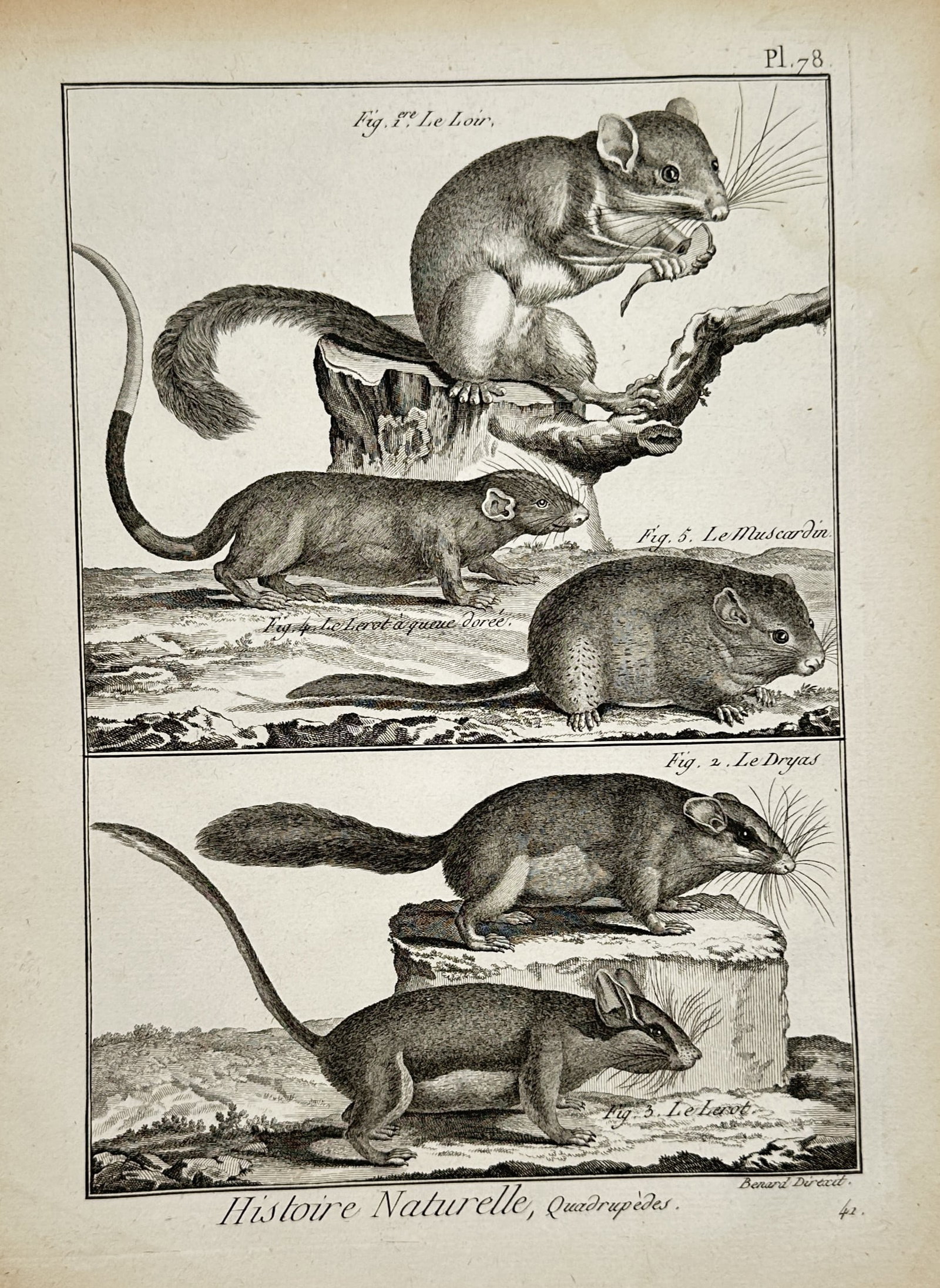 Robert Bénard – Zoological Study of Small Quadrupeds – Engraving (18th Century (1 of 2)