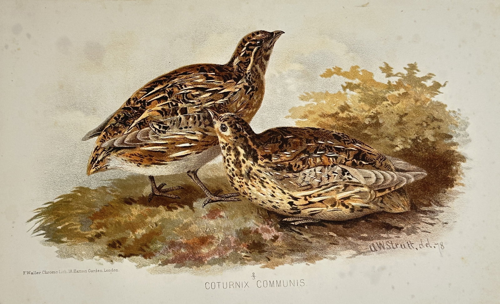 Alfred William Strutt – Ornithological Study of Common Quails – Chromolithograph: "Coturnix Communis" presents a scientific ornithological study illustrating a pair of common quails positioned on a mossy knoll beside low ground shrubbery. This natural history plate documents the in