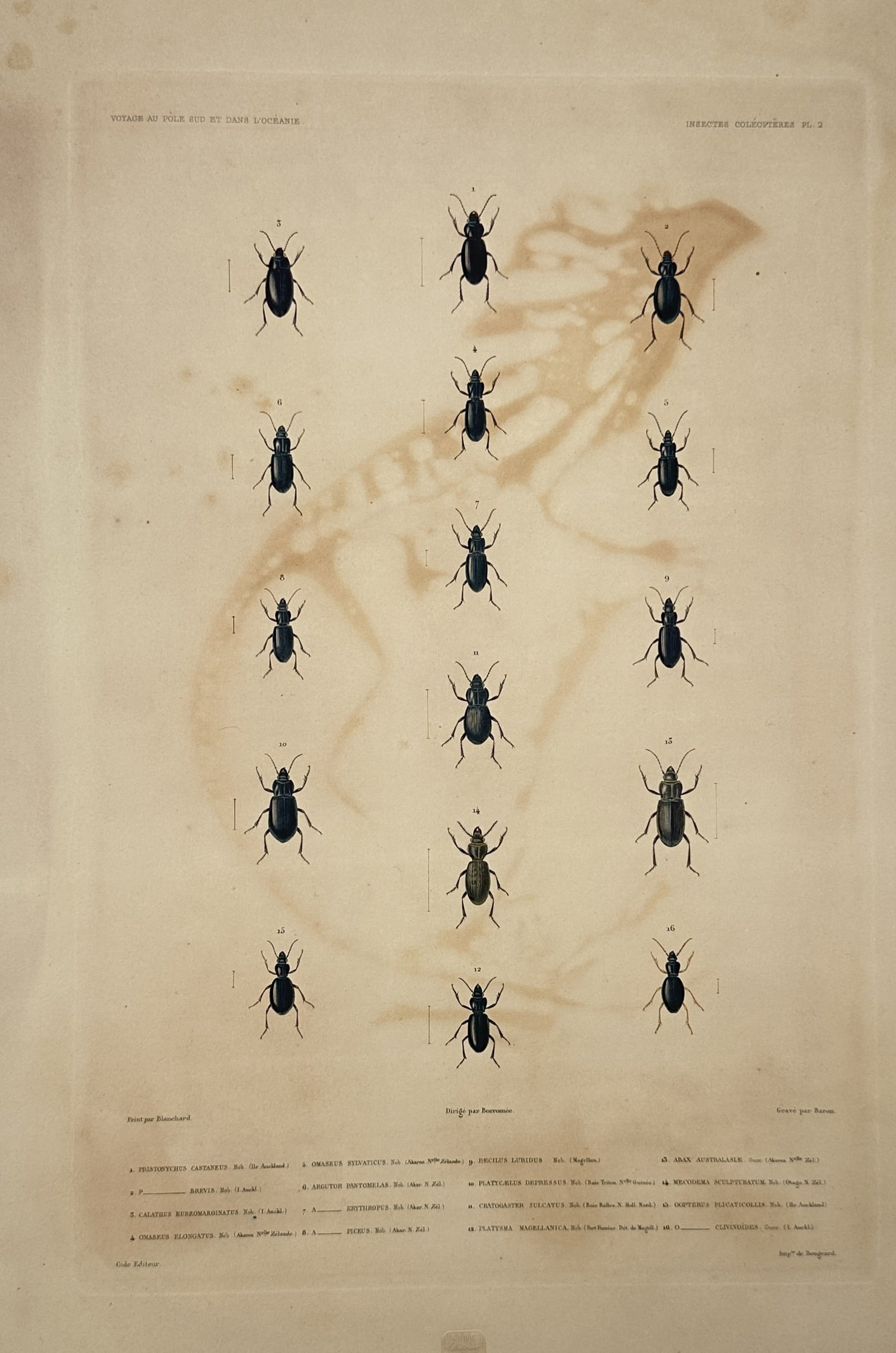 Casimir Gide – Entomological Study of Coleopterous Insects – Lithograph (19th Century): "Voyage au Pôle Sud et dans l'Océanie" presents a scientific entomological study illustrating a collection of fifteen distinct coleopterous beetle specimens neatly arranged in a taxonomic grid to sh