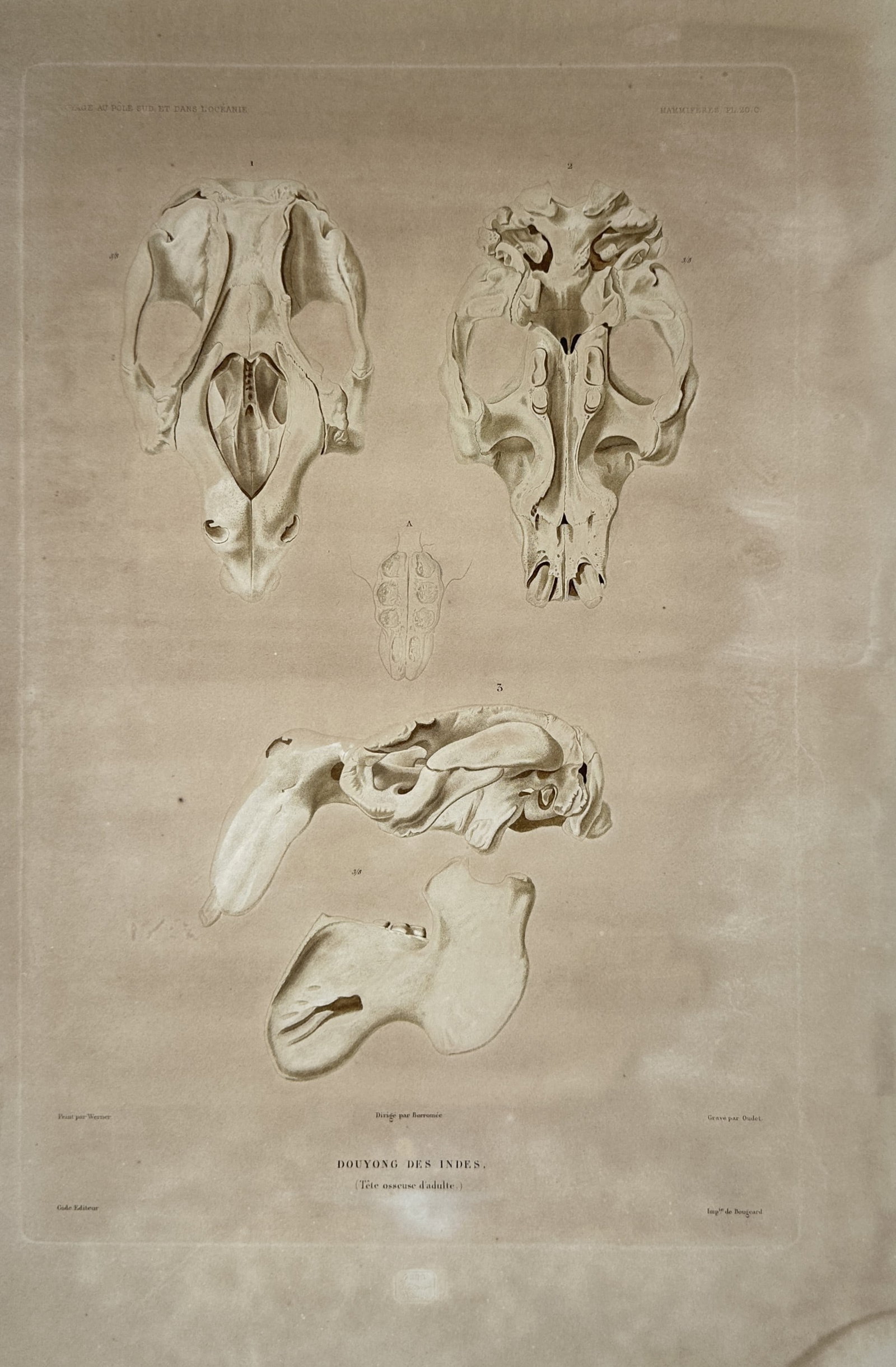 Casimir Gide – Anatomical Study of a Dugong Skull – Lithograph (19th Century): "Douyong des Indes" presents a scientific zoological study illustrating multiple osteological views of an adult dugong skull and jawbone specimen. This natural history plate from the publication Voyag