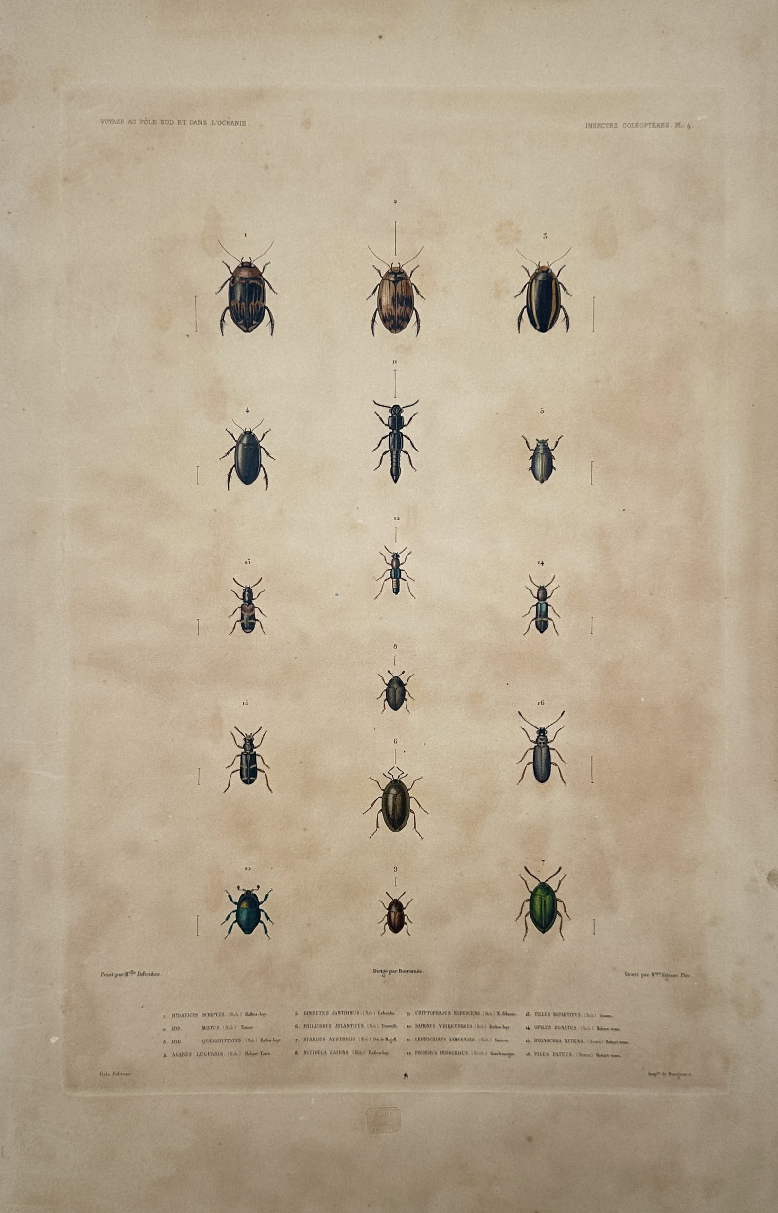 Casimir Gide – Entomological Study of Coleopterous Insects – Lithograph (19th Century): "Voyage au Pôle Sud et dans l'Océanie" presents a scientific entomological study illustrating a comparative array of fifteen distinct coleopterous beetle specimens meticulously arranged in a vertica
