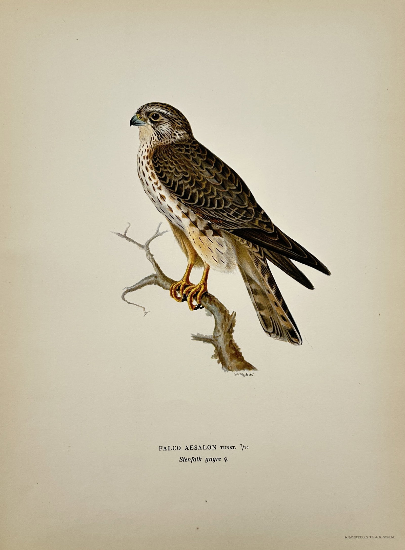 Magnus von Wright – Merlin – Lithograph (1920s) (1 of 2)