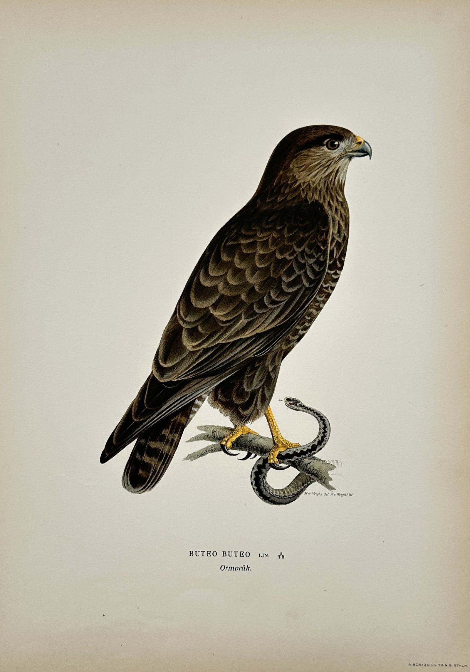 Magnus von Wright – Common Buzzard – Lithograph (1920s) (1 of 2)