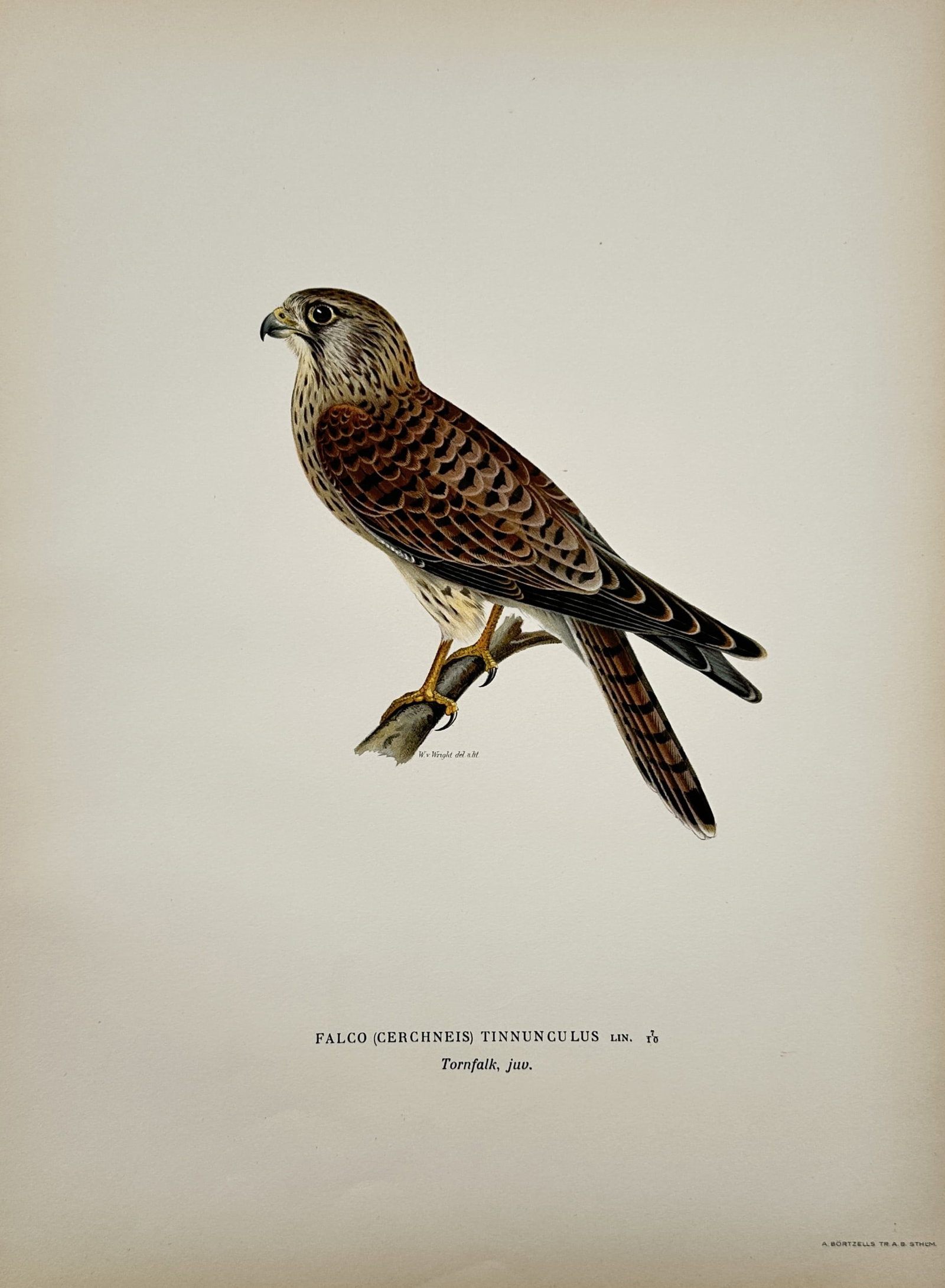 Magnus von Wright – Common Kestrel – Lithograph (1920s): "Falco Tinnunculus" The artwork presents a naturalistic depiction of a bird of prey perched upon a small diagonal branch against a plain background. The composition emphasizes the detailed plumage and