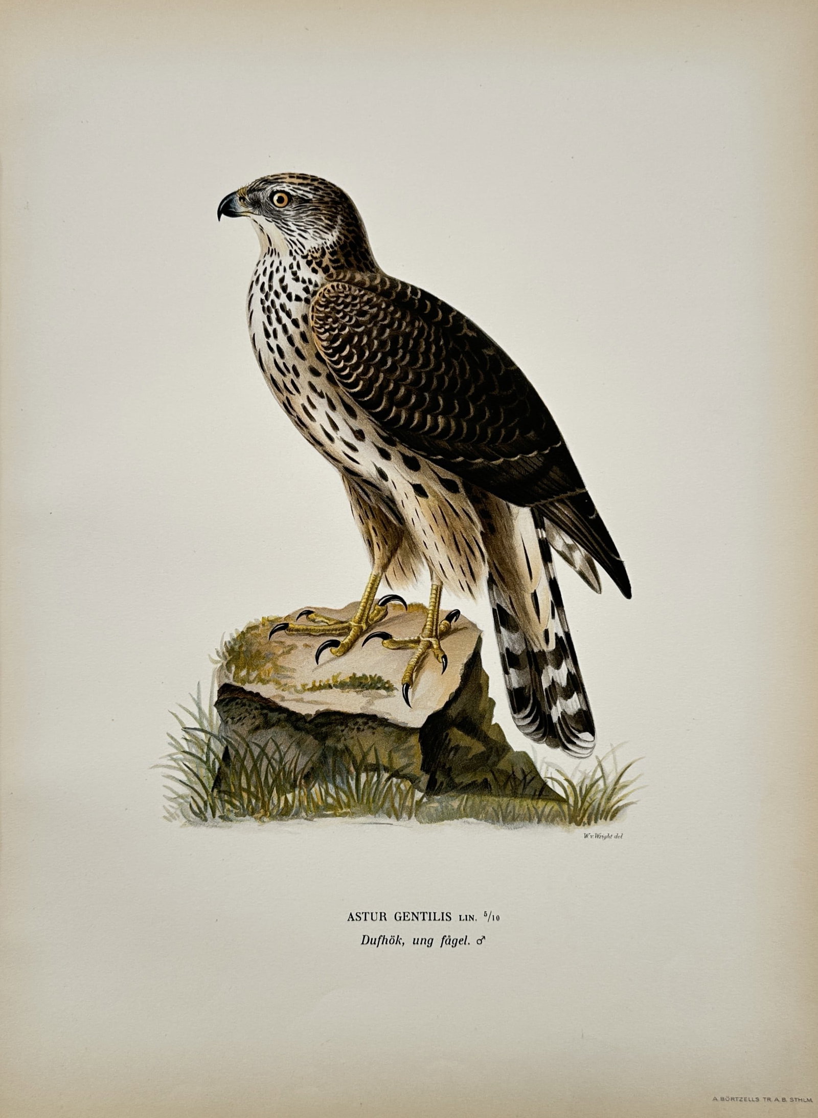 Magnus von Wright – Northern Goshawk – Lithograph (1920s): "Astur Gentilis" The artwork presents a naturalistic depiction of a bird of prey standing upon a mossy rock surrounded by light grass against a plain background. The composition emphasizes the detaile