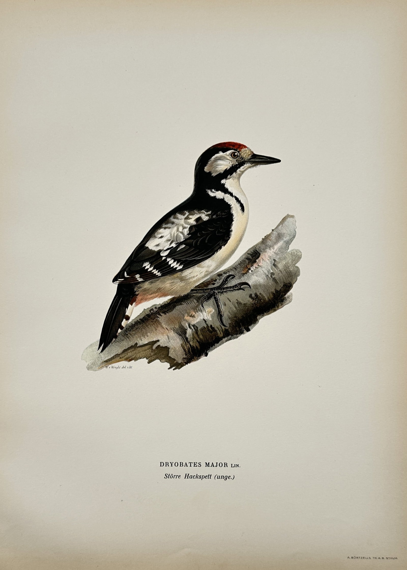 Magnus von Wright – Great Spotted Woodpecker – Lithograph (1920s): "Dryobates Major" The artwork presents a naturalistic depiction of a woodpecker perched upon a thick, textured tree branch against a plain background. The composition emphasizes the distinctive black,