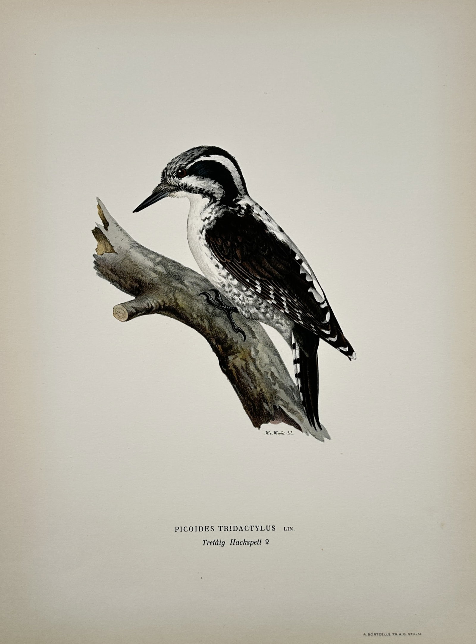 Magnus von Wright – Eurasian Three-toed Woodpecker – Lithograph (1920s): "Picoides Tridactylus" The artwork presents a naturalistic depiction of a woodpecker perched upon a weathered, broken tree branch against a plain background. The composition emphasizes the characteris