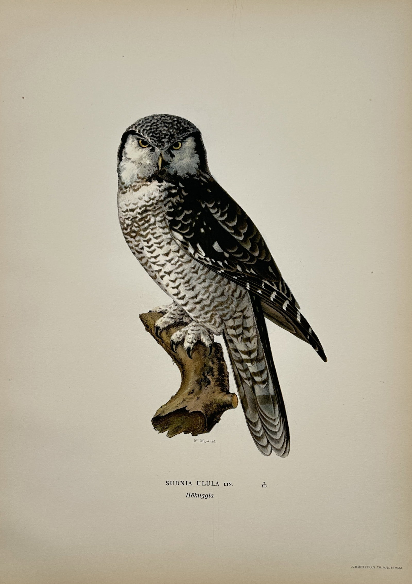 Magnus von Wright – Northern Hawk-Owl – Lithograph (1920s): "Surnia Ulula" The artwork presents a naturalistic depiction of an owl perched firmly upon a broken tree stump against a plain background. The composition emphasizes the distinctive barred plumage, pr