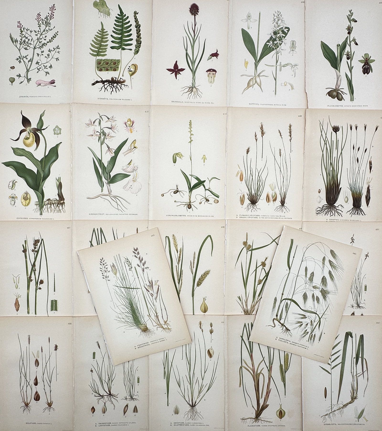 Carl Axel Magnus Lindman – Set of 20: Botanical Studies – Lithographs (20th Century): "Bilder ur Nordens Flora" This collection features a series of scientific botanical studies showcasing diverse plant specimens, including wild orchids, ferns, and various grasses. The compositions emp