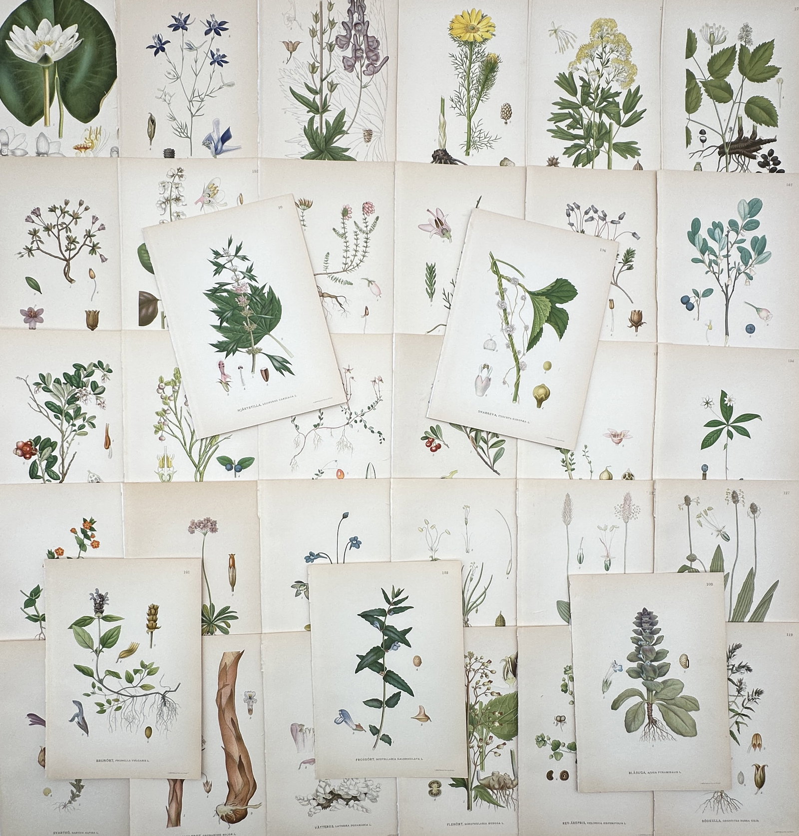 Carl Axel Magnus Lindman – Set of 35: Botanical Studies – Lithographs (20th Century): "Pictures of Northern Flora" This collection features a series of scientific botanical studies showcasing diverse plant specimens, including water lilies, flowering herbs, and various wild plants. The