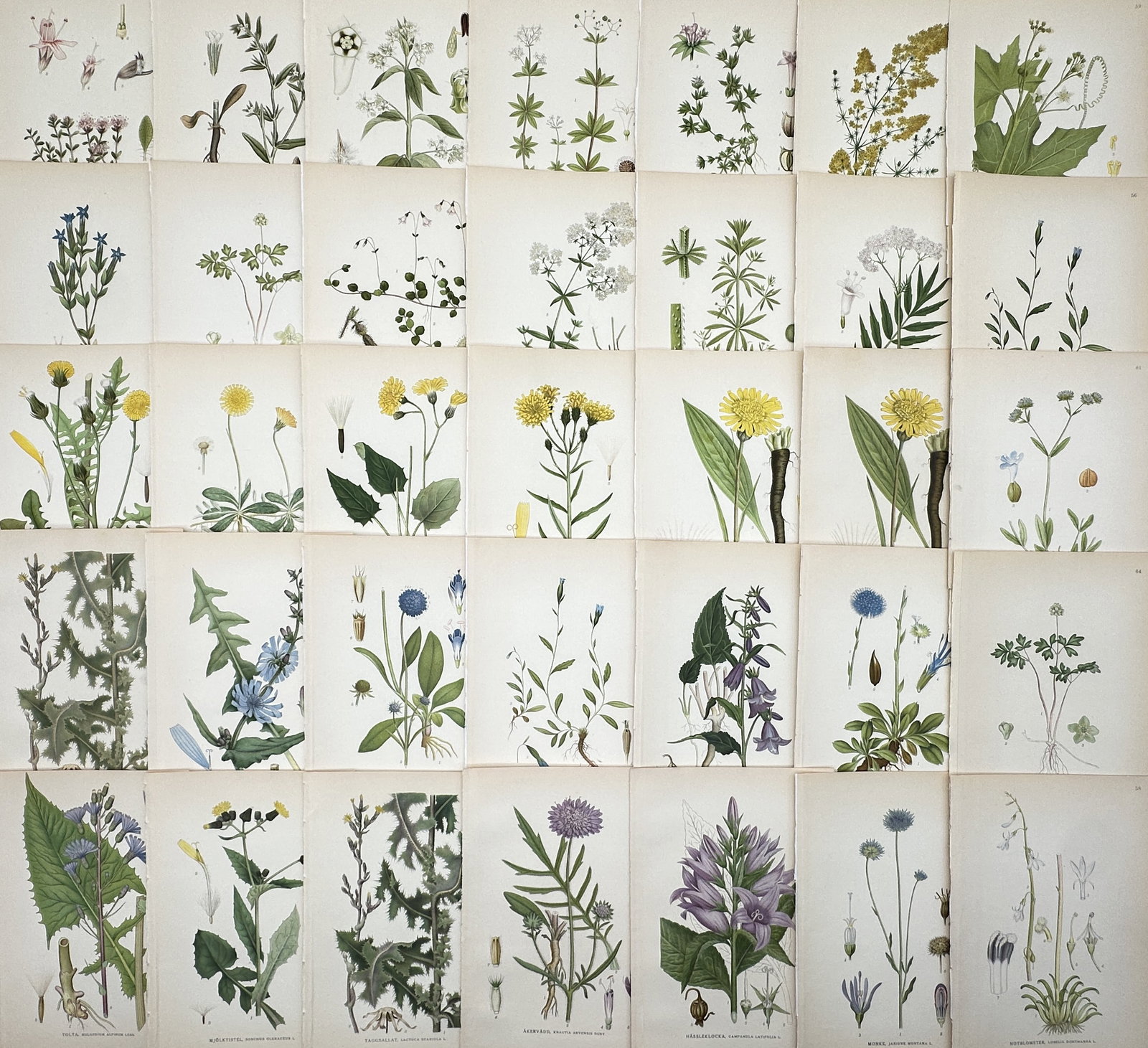 Carl Axel Magnus Lindman – Set of 35: Nordic Flora Studies – Lithographs (20th Century) (1 of 2)