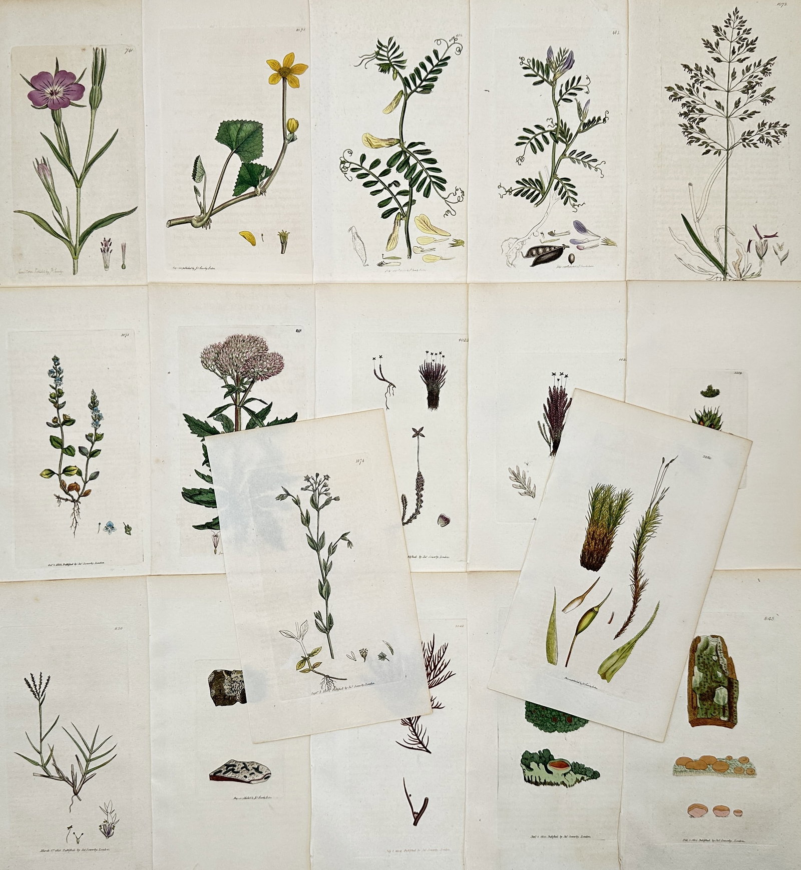 James Sowerby – Set of 17: English Botany Plates – Engravings (19th Century): "English Botany" This collection features a series of scientific botanical studies showcasing diverse British plant specimens, including flowering herbs, climbing vetches, mosses, and fungi. The compo