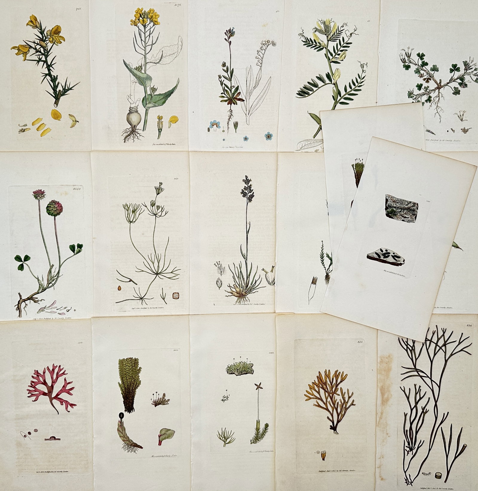 James Sowerby – Set of 17: British Flora Studies – Engravings (19th Century): "English Botany" This collection features a series of scientific botanical studies showcasing diverse British plant specimens, including flowering gorse, clovers, lichens, and marine algae. The compos