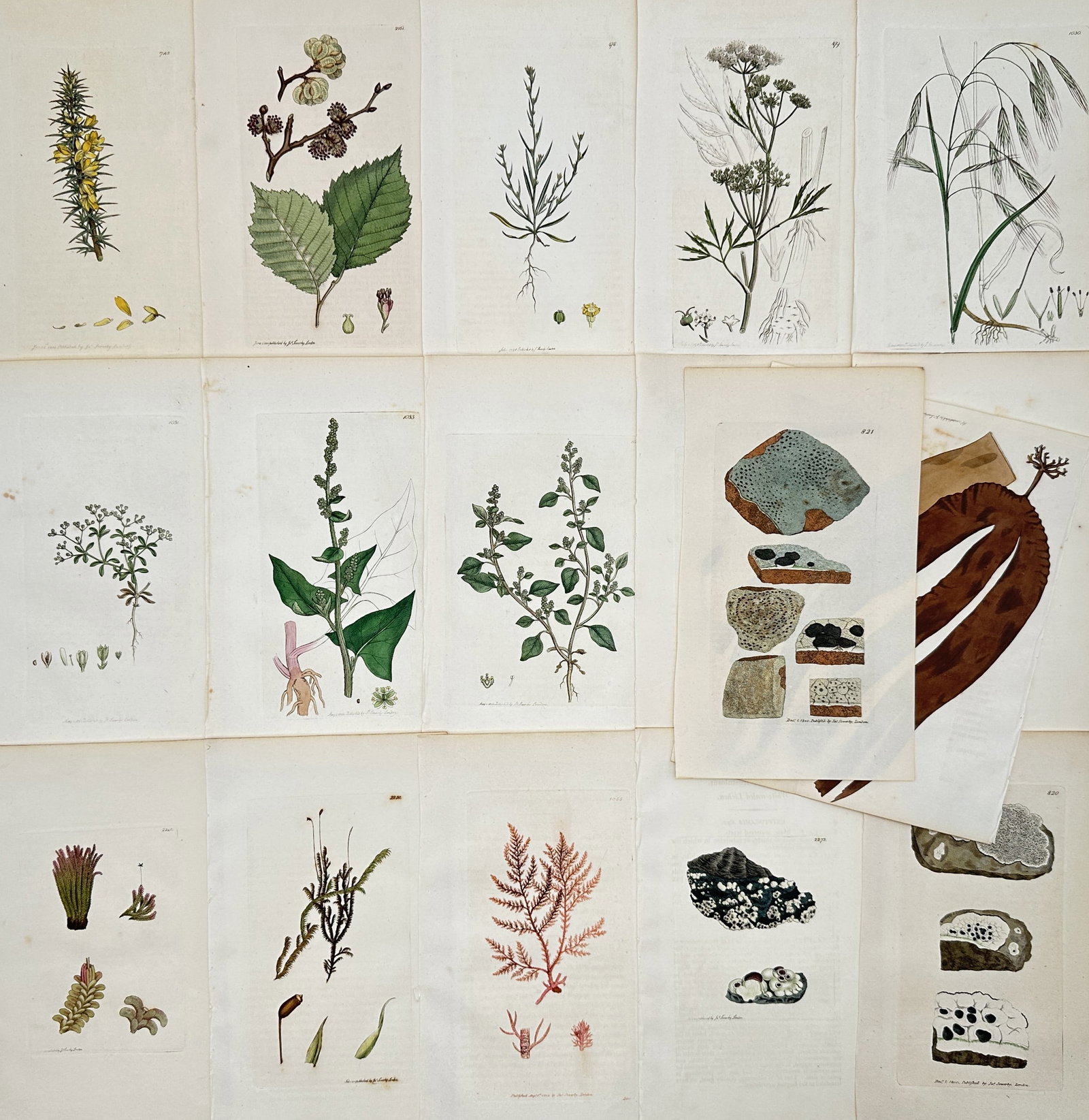 James Sowerby – Set of 17: British Botanical Studies – Engravings (19th Century): "English Botany" This collection features a series of scientific botanical studies showcasing diverse British plant specimens, including flowering gorse, leafy tree branches, grasses, seaweeds, and mi
