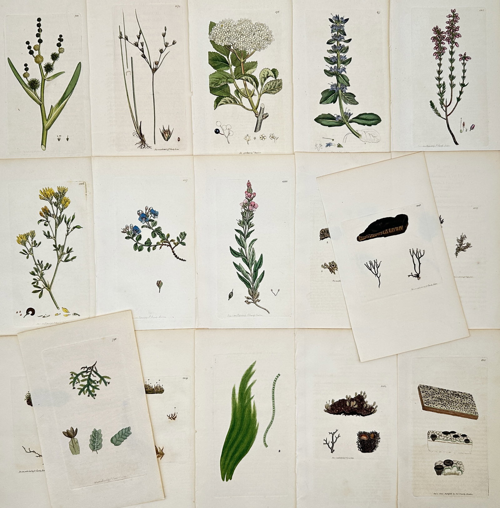 James Sowerby – Set of 17: English Flora Illustrations – Engravings (19th Century) (1 of 2)