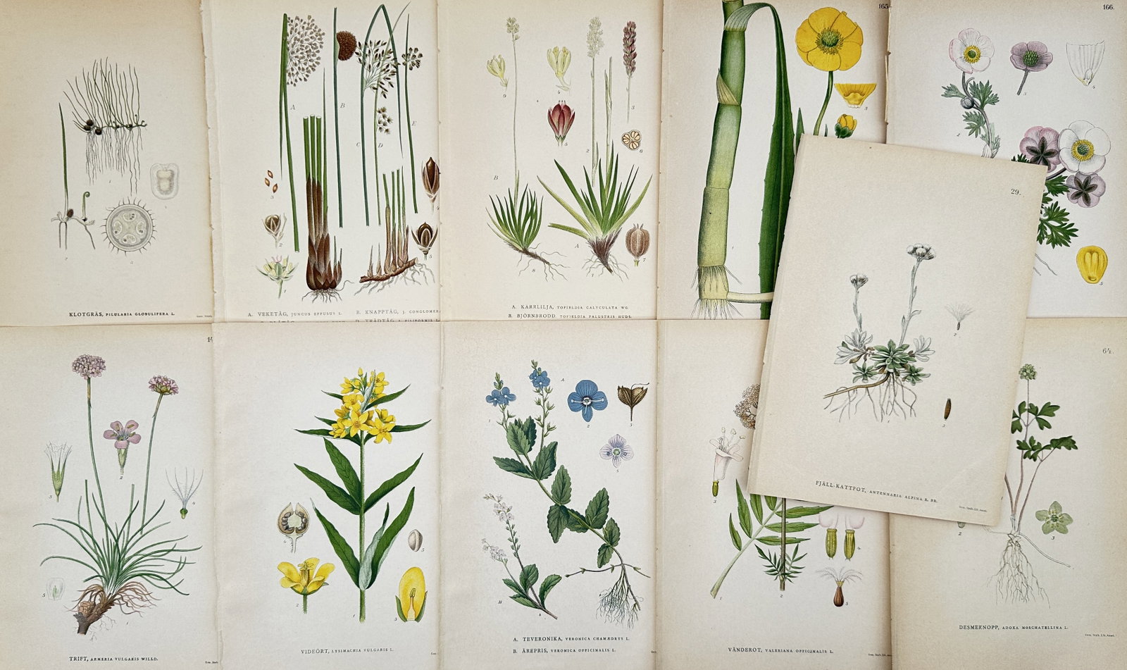 Carl Axel Magnus Lindman – Set of 11: Swedish Botanical Studies – Lithographs (1905) (1 of 2)