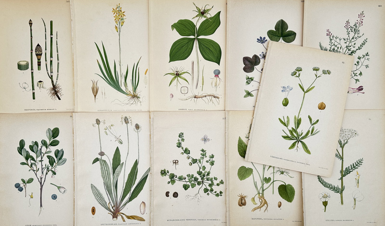 Carl Axel Magnus Lindman – Set of 11: Assorted Swedish Flora – Lithographs (1905) (1 of 2)