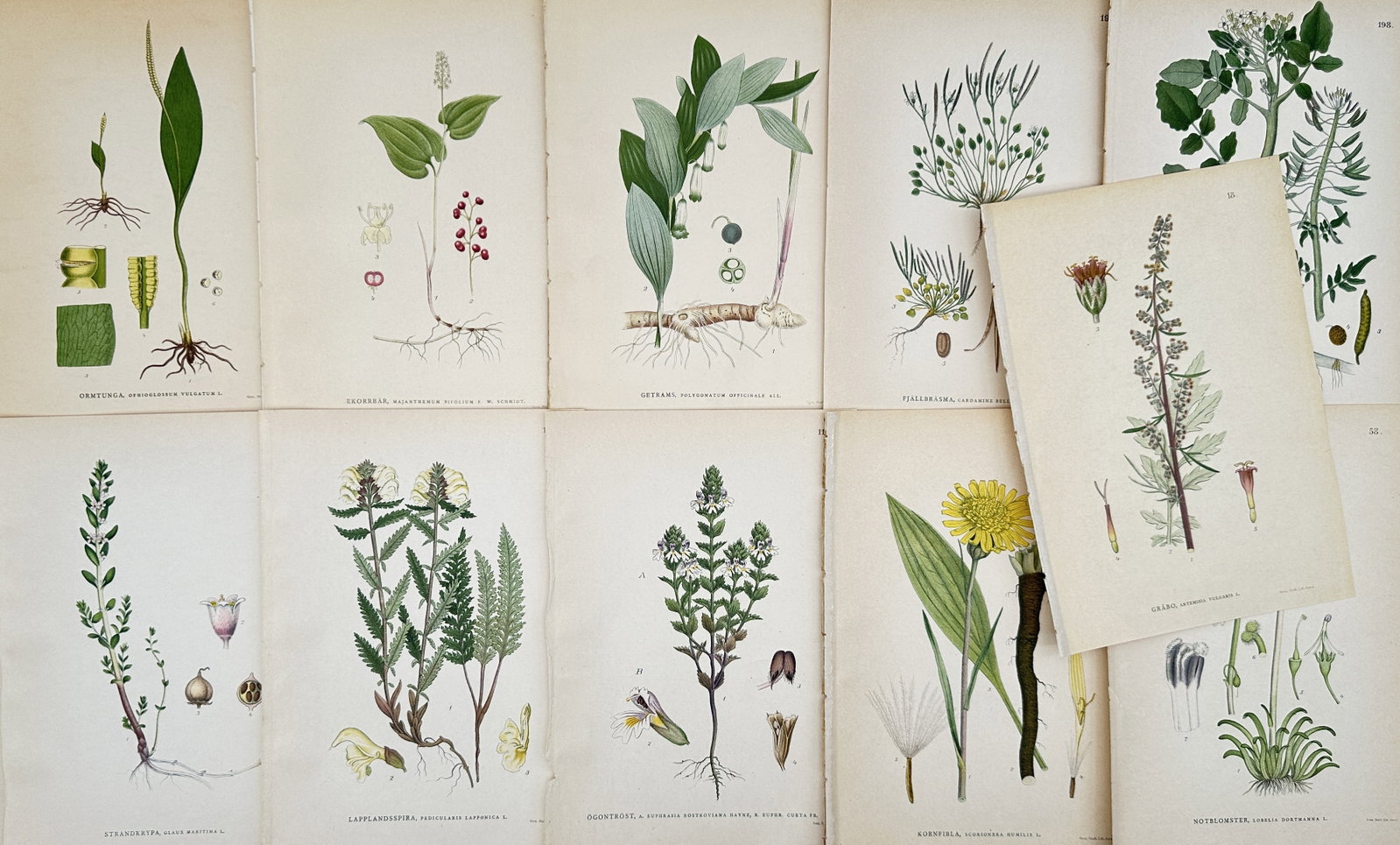 Carl Axel Magnus Lindman – Set of 11: Swedish Plant Studies – Lithographs (1905): "Swedish Botanical Studies" This collection features a series of scientific botanical studies showcasing diverse plant specimens, including flowering herbs, leafy stems, and intricate root systems. Th