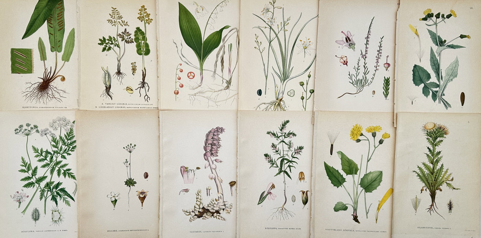 Carl Axel Magnus Lindman – Set of 12: Various Swedish Botanical Plates – Lithographs (1905) (1 of 2)