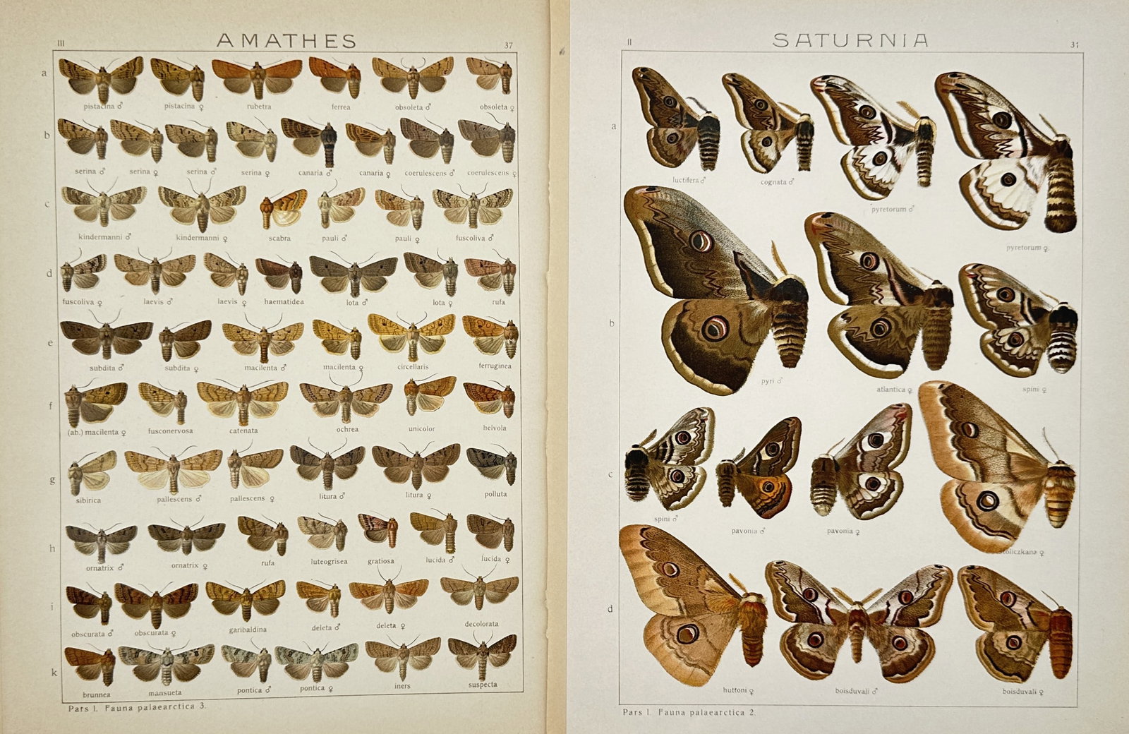 Adalbert Seitz – Set of 2: Entomological Plates of Moths – Lithographs (20th Century): "The Macrolepidoptera of the World" This collection features a series of scientific entomological studies showcasing two multi-specimen layouts of diverse moth families, specifically featuring detaile