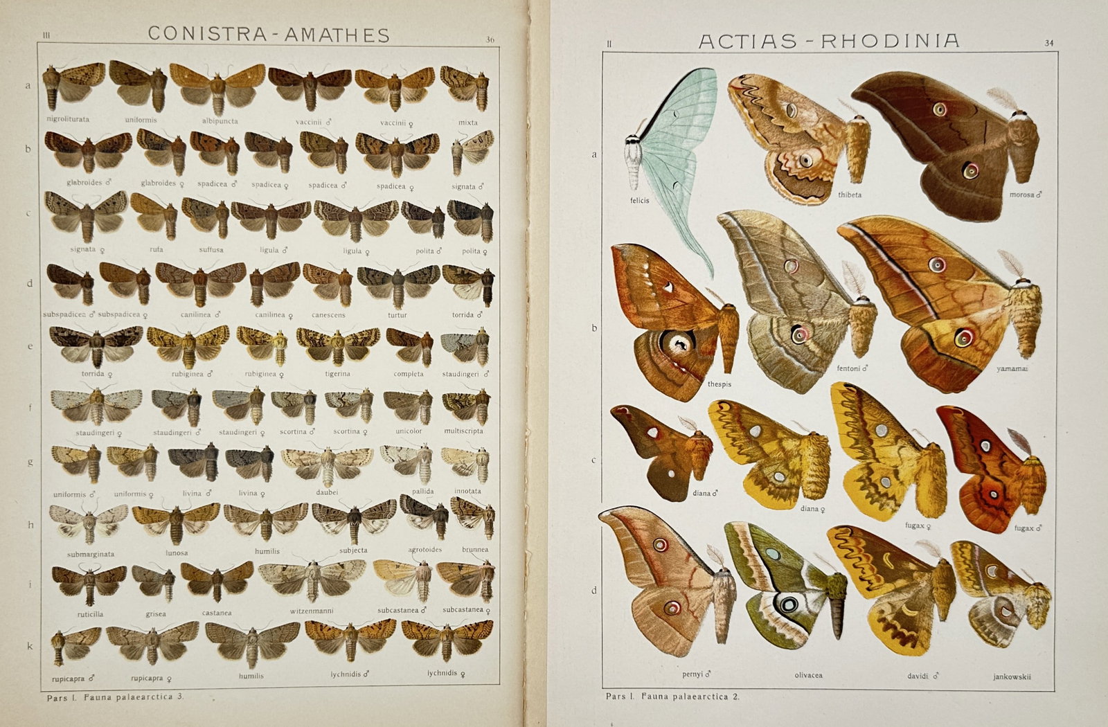 Adalbert Seitz – Set of 2: Entomological Plates of Lepidoptera – Lithographs (20th Century) (1 of 2)