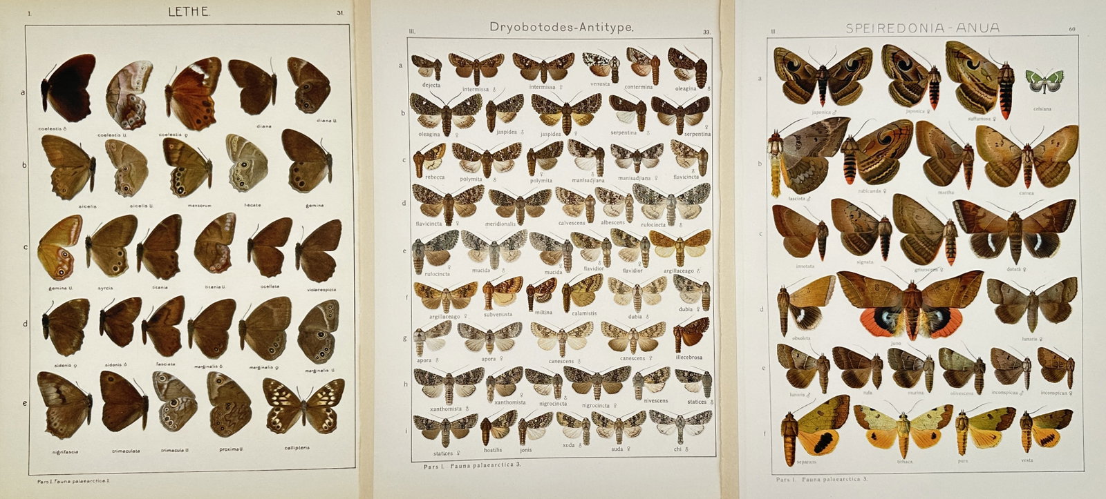 Adalbert Seitz – Set of 3: Entomological Plates of Lepidoptera – Lithographs (20th Century): "The Macrolepidoptera of the World" This collection features a series of scientific entomological studies showcasing three multi-specimen layouts of diverse butterfly and moth families, specifically f