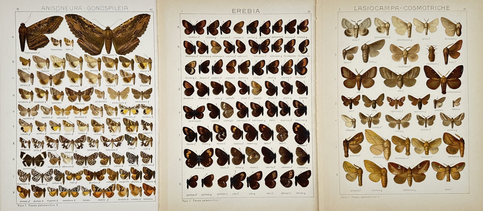 Adalbert Seitz – Set of 3: Lepidoptera Taxonomy Plates – Lithographs (20th Century): "The Macrolepidoptera of the World" This collection features a series of scientific entomological studies showcasing three multi-specimen layouts of diverse butterfly and moth families, specifically f
