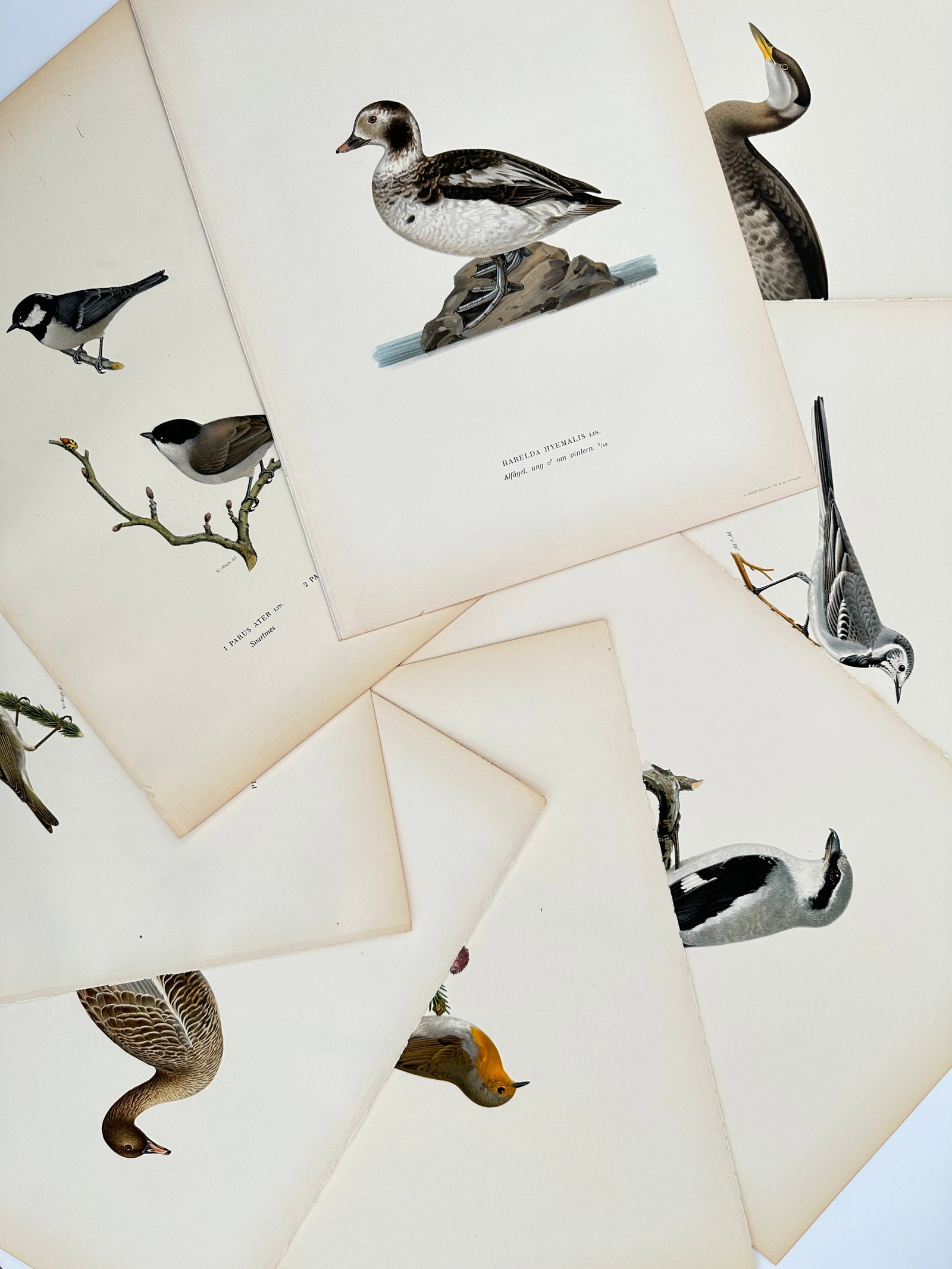 Magnus von Wright – Set of 8: Ornithological Plates – Lithographs (1920s): "Svenska Fåglar" This collection features a series of naturalistic bird illustrations showcasing diverse species such as waterfowl, songbirds, and game birds arranged across multiple loose sheets. Th