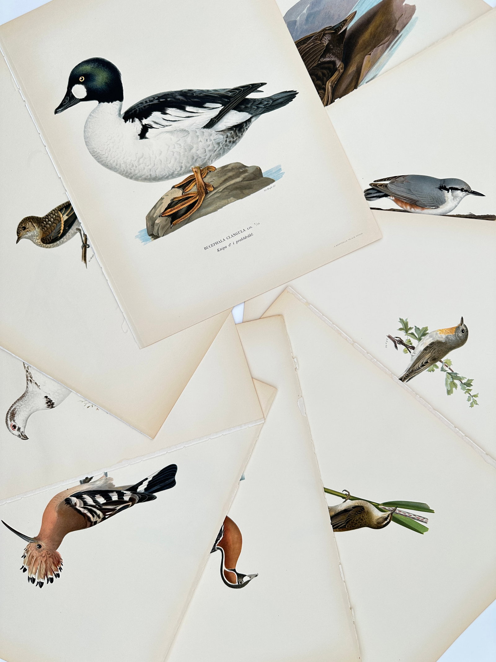 Magnus von Wright – Set of 9: Nordic Bird Illustrations – Lithographs (1920s) (1 of 2)