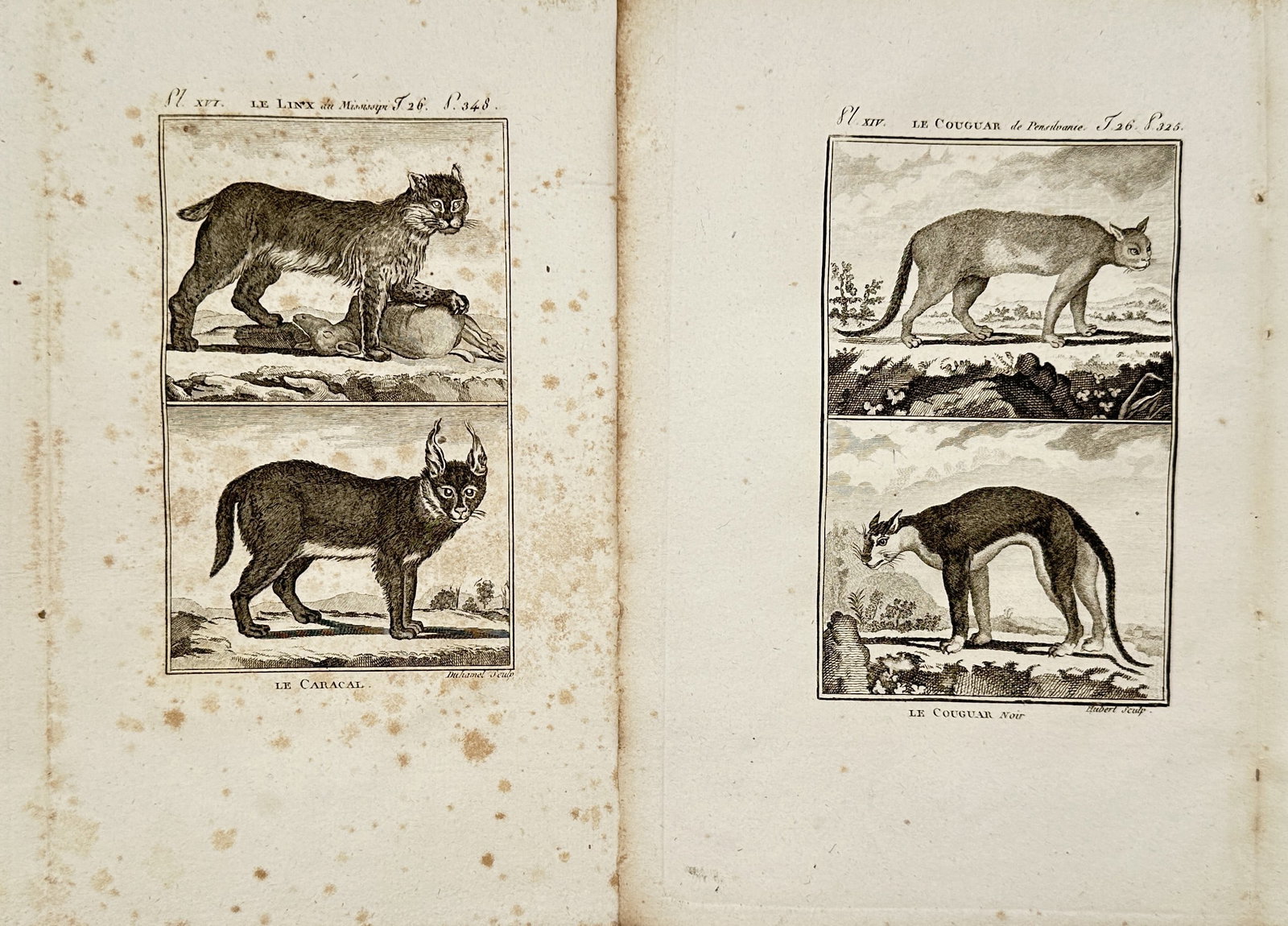 Georges-Louis Leclerc, Comte de Buffon – Set of 2: Zoological Plates of Wild Felines – (1 of 2)