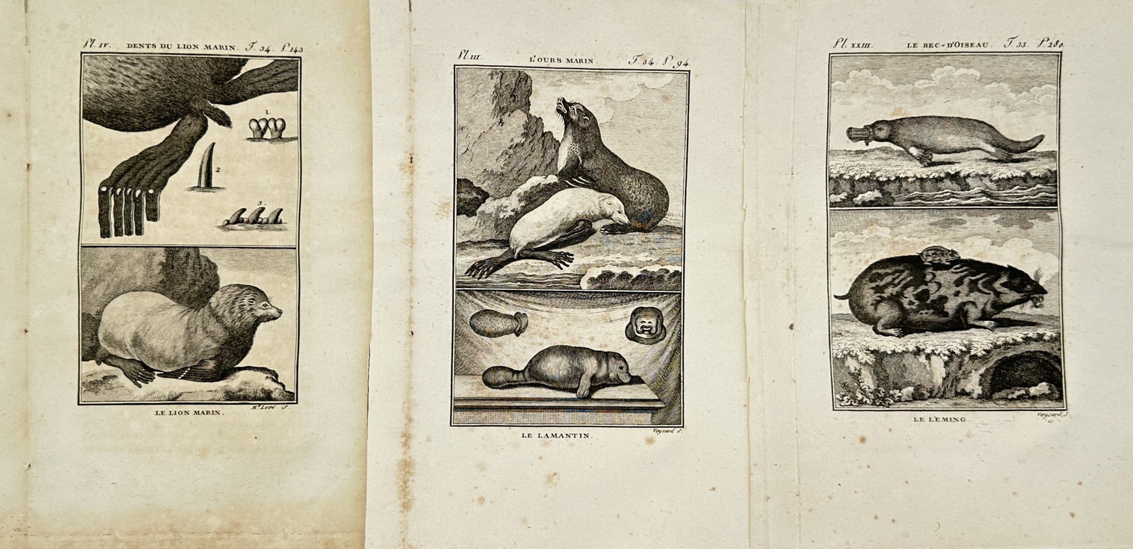 Georges-Louis Leclerc, Comte de Buffon – Set of 3: Zoological Plates of Aquatic Mammals (1 of 2)