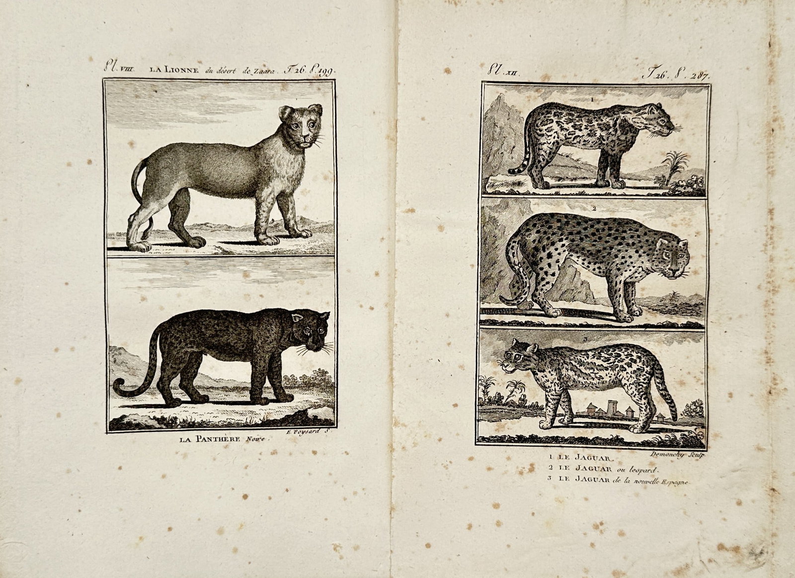 Georges-Louis Leclerc, Comte de Buffon – Set of 2: Zoological Plates of Large Wild Cats (1 of 2)
