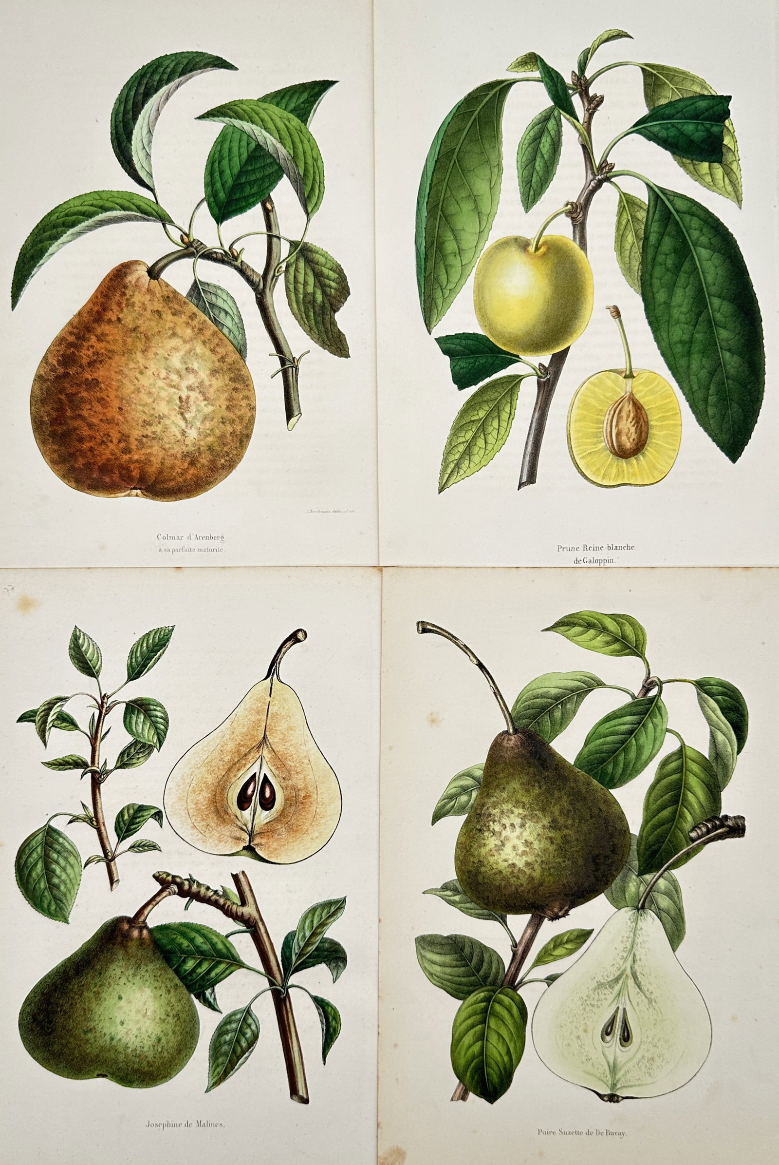 Charles Morren – Set of 4: Pomological Plates of Pears and Plums – Lithographs (19th Century): "Annales de la Société Royale d'Agriculture et de Botanique de Gand" This collection features a series of scientific pomological studies showcasing various cultivars of pears and plums on leafy bran